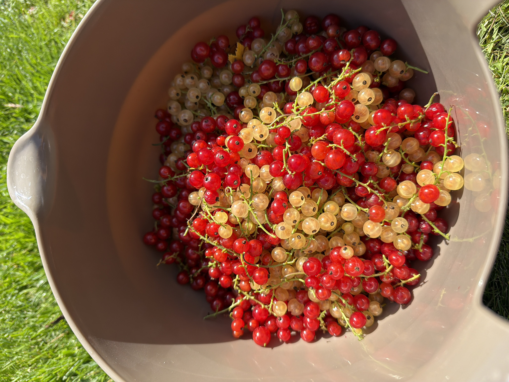 Fresh red and white currants harvested from a Lommedalen garden