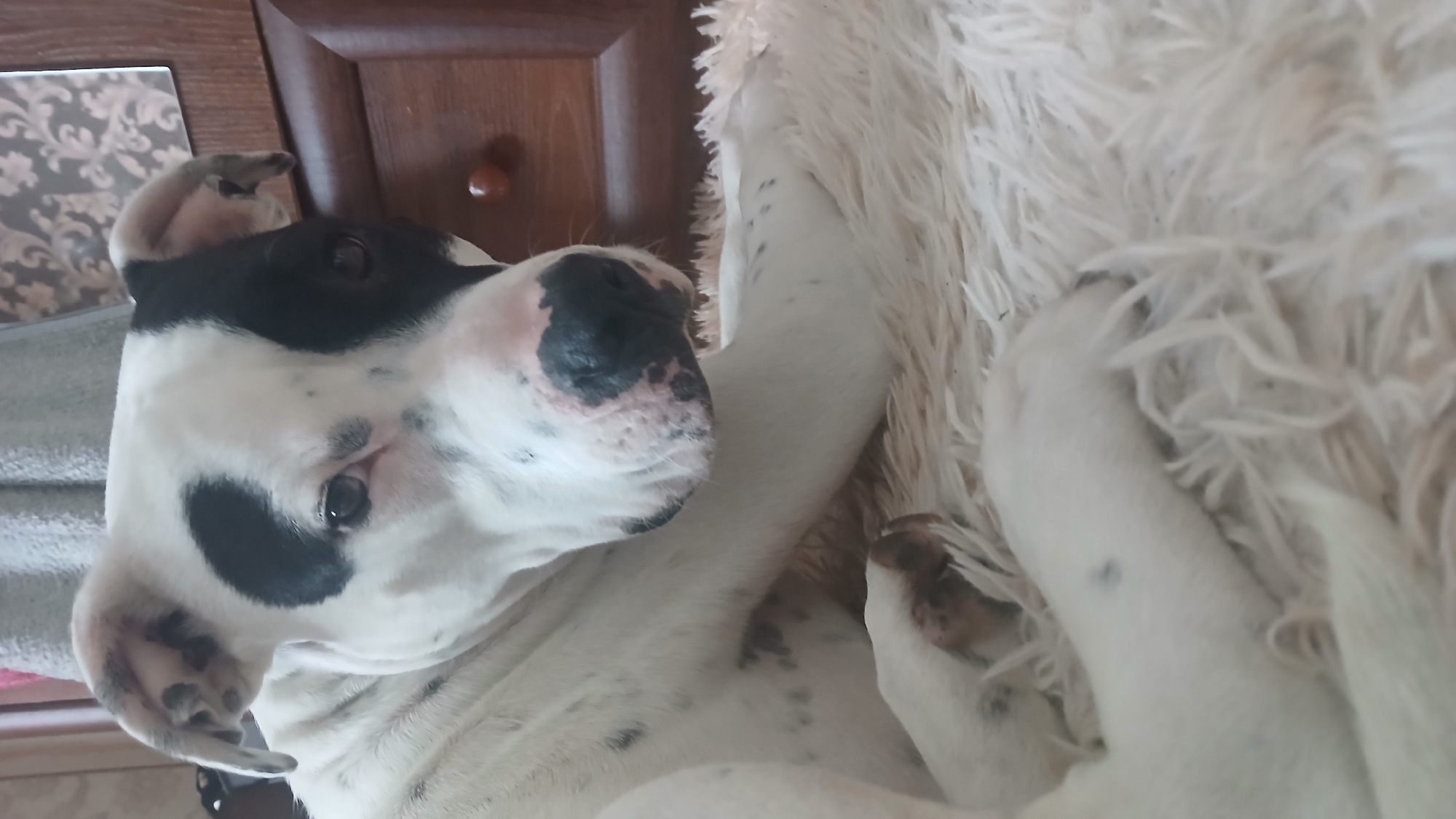 Spotted dog enjoys lazy morning at home