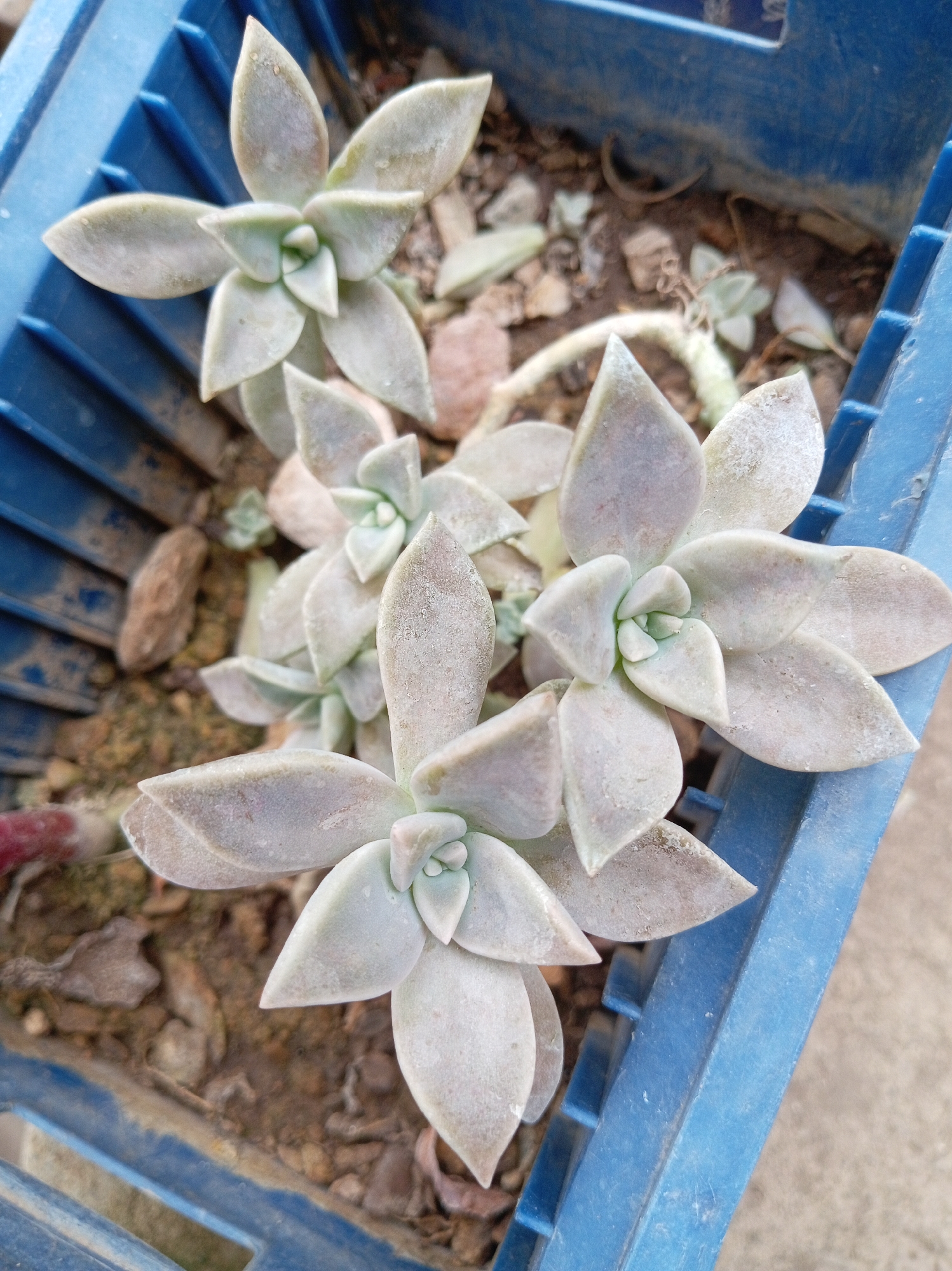 Garden plants and flowers photographed in Las Tejerías