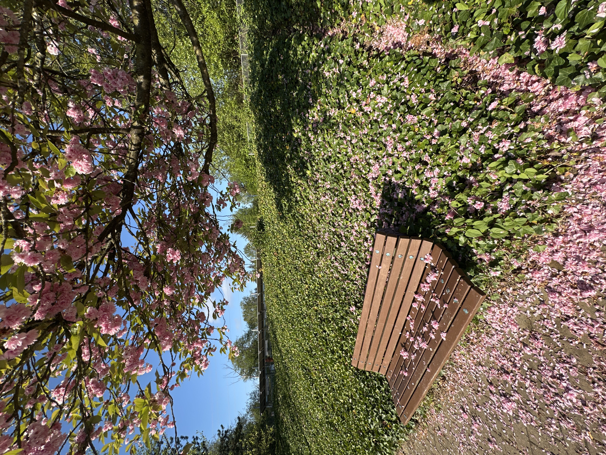 Cherry blossoms bloom in Coquitlam park under clear skies
