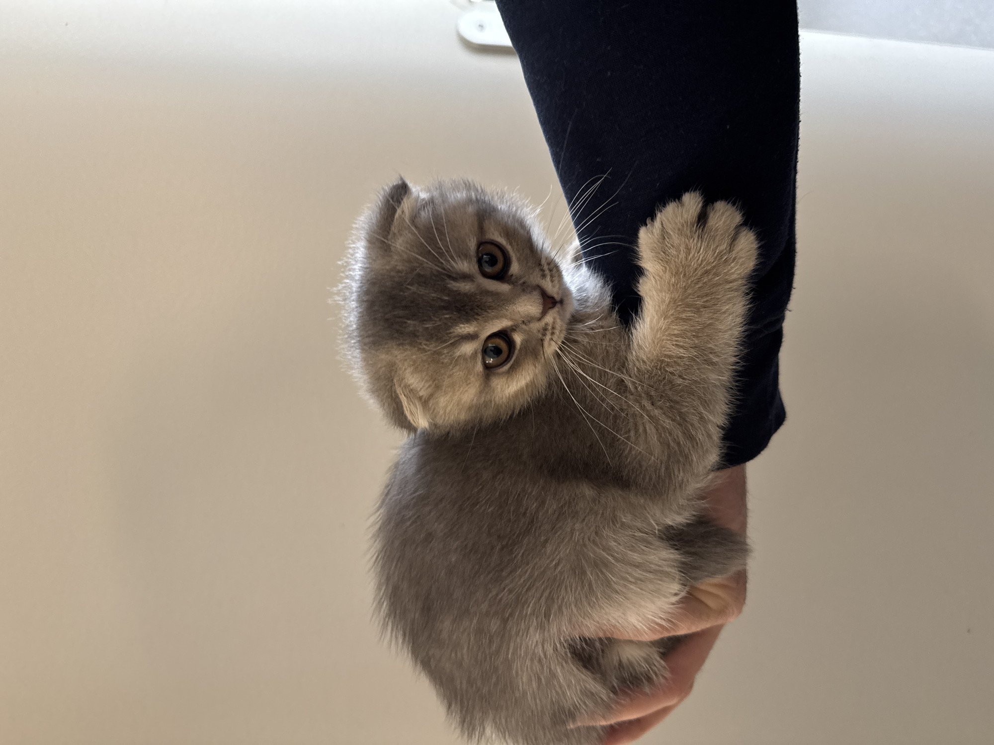Scottish Fold kitten photographed indoors in Strasbourg