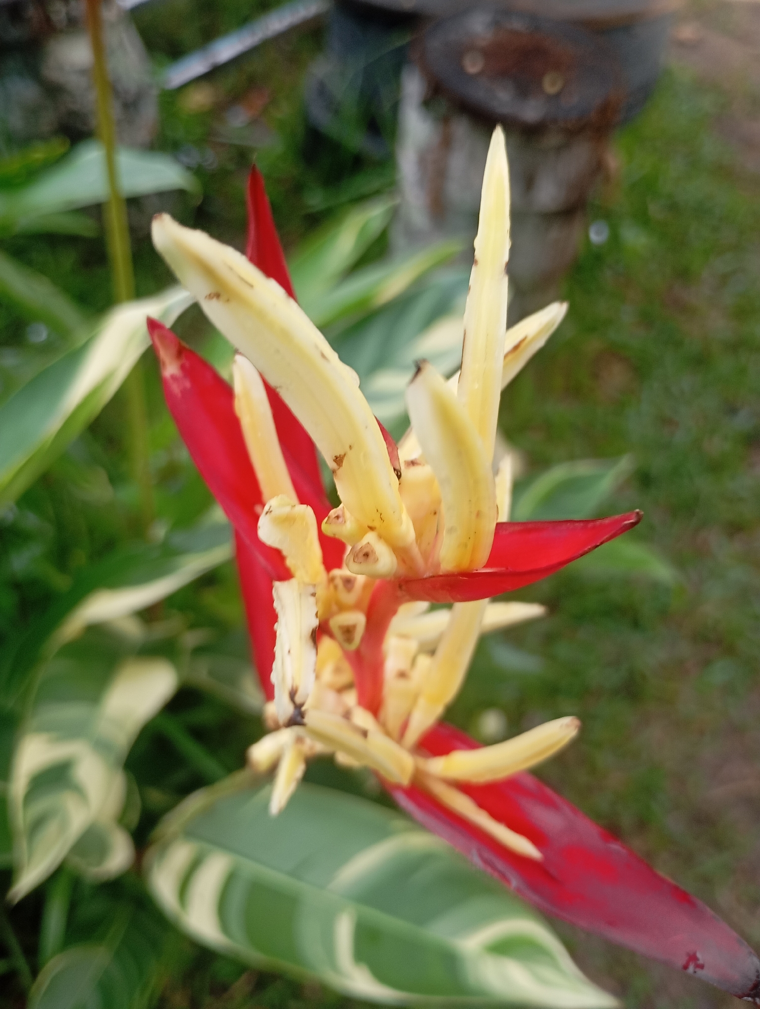 Lush garden in Janthobaru — flowers, birds, and a waterfall