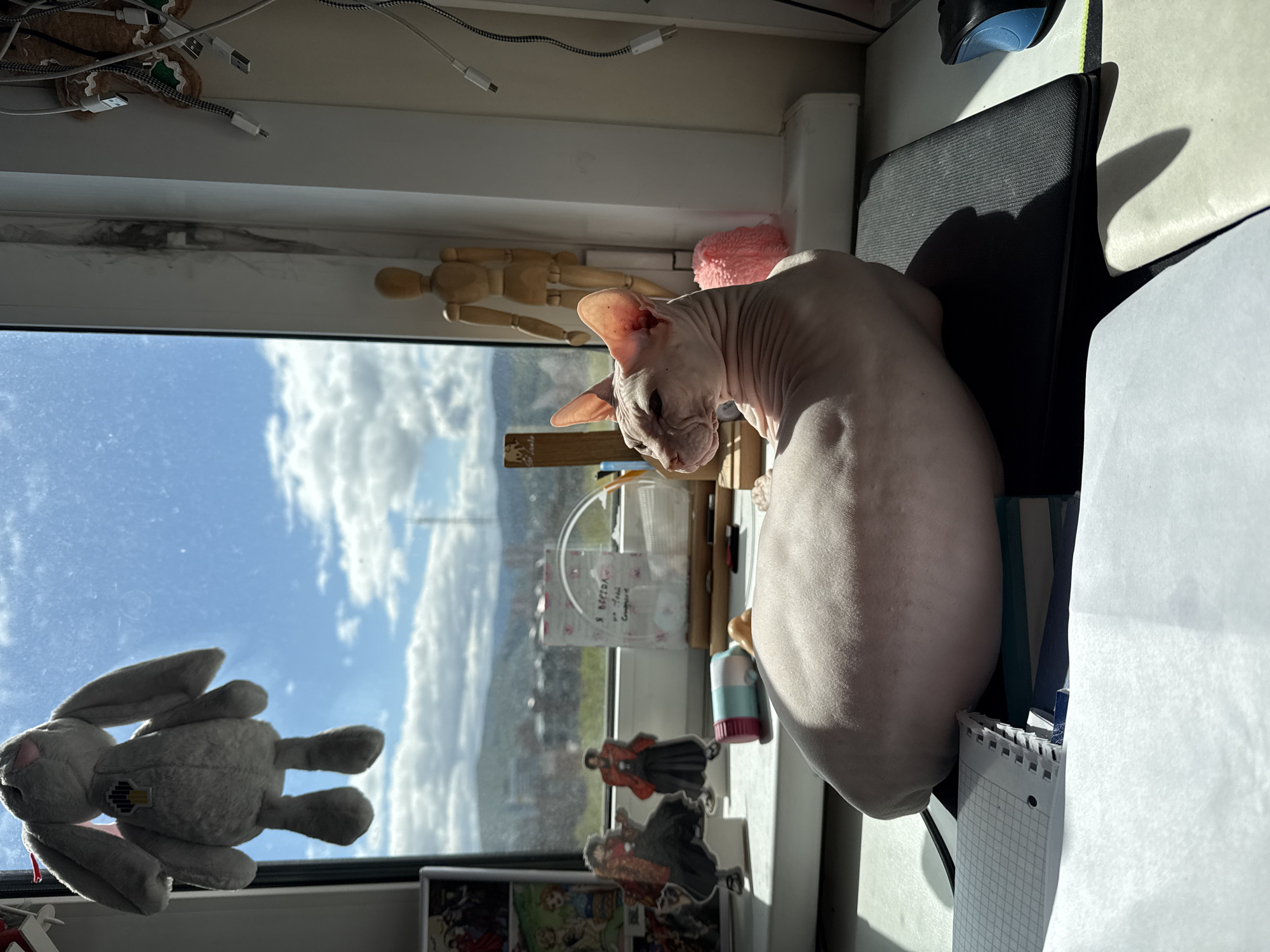 Sphynx cat spotted in early morning Krasnoyarsk apartment