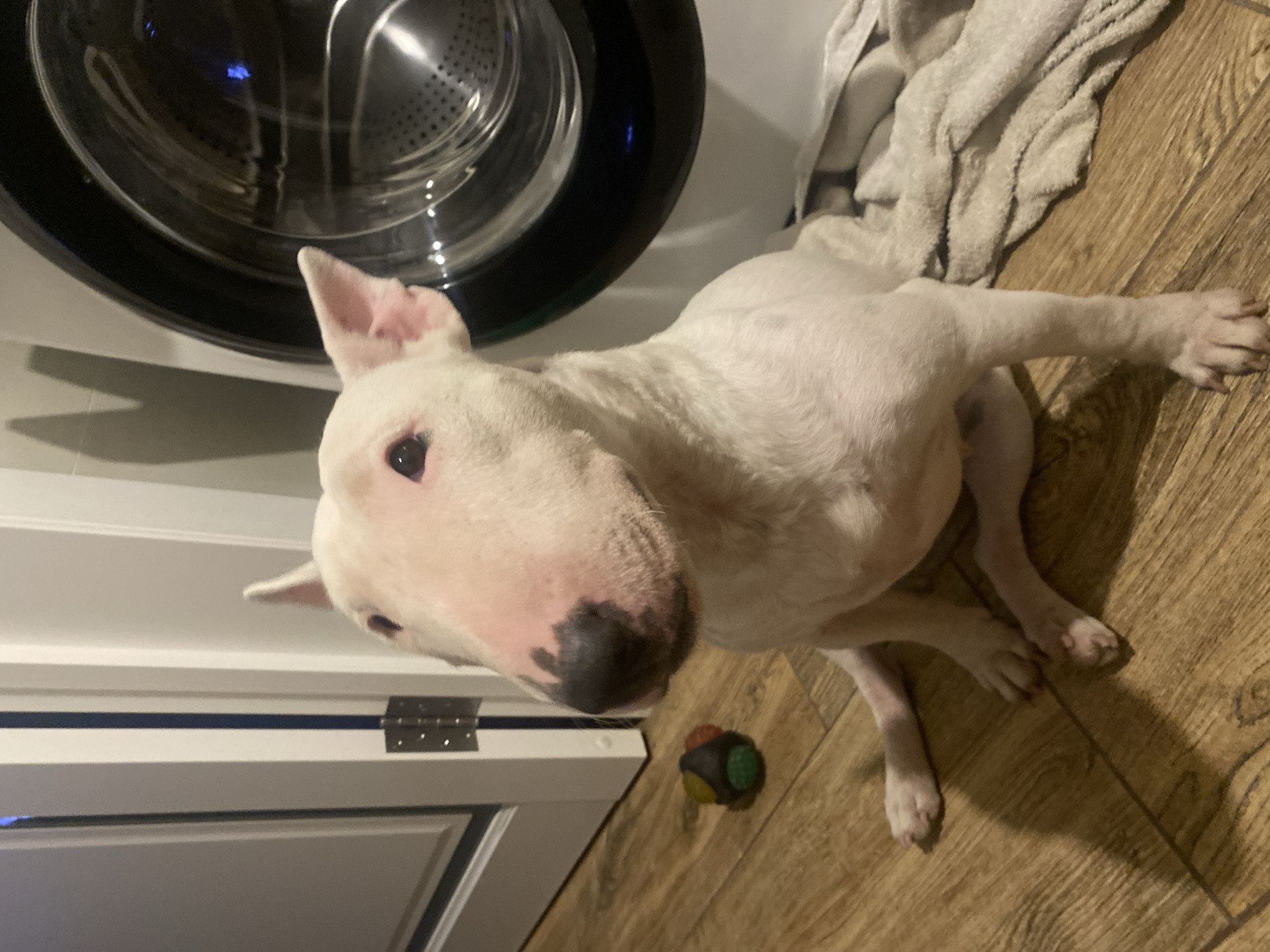 Bull Terrier relaxes at home in Industrialny, Russia
