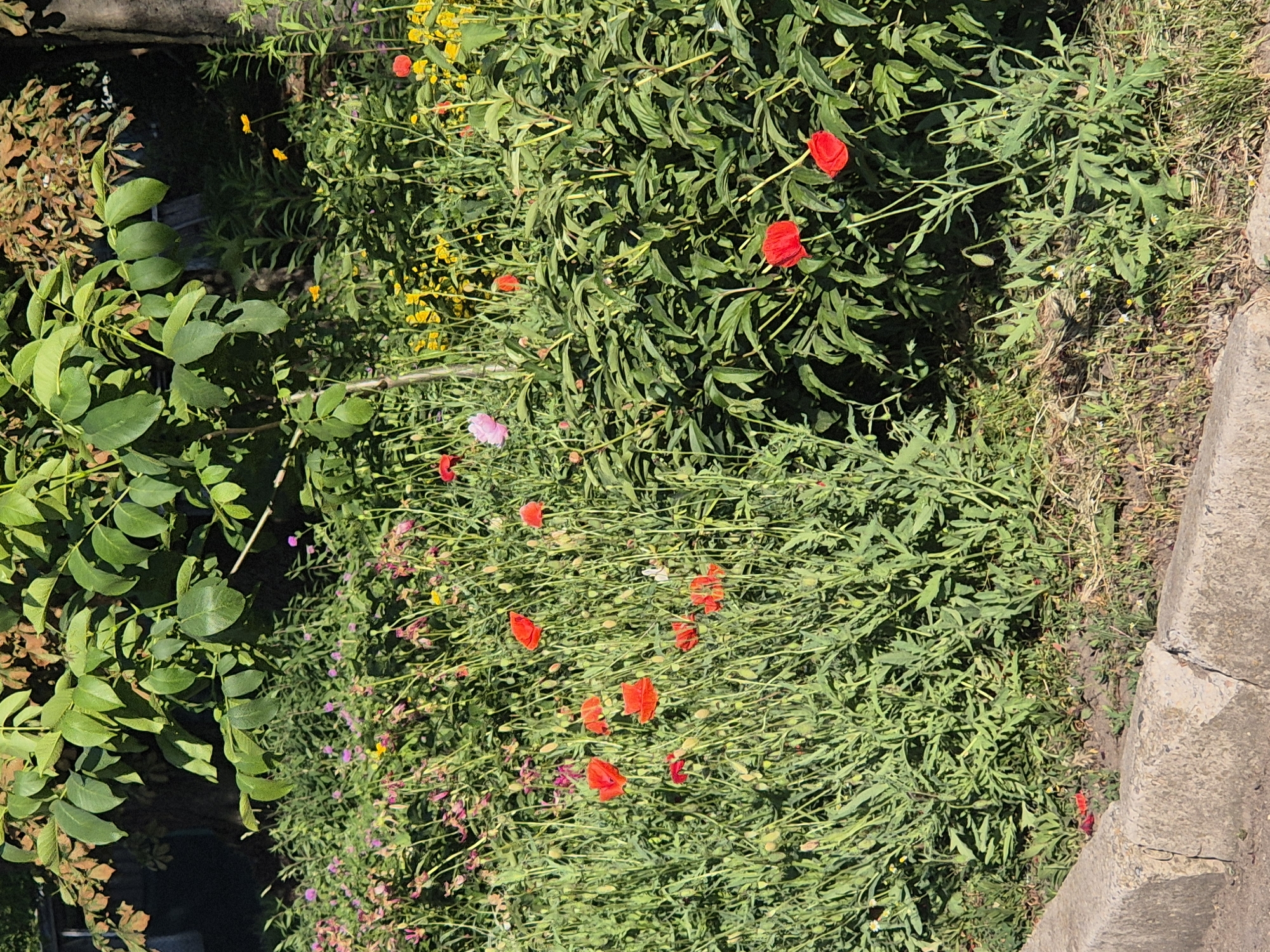Village life in Sozonivka, Ukraine — gardens, roads, and a cat