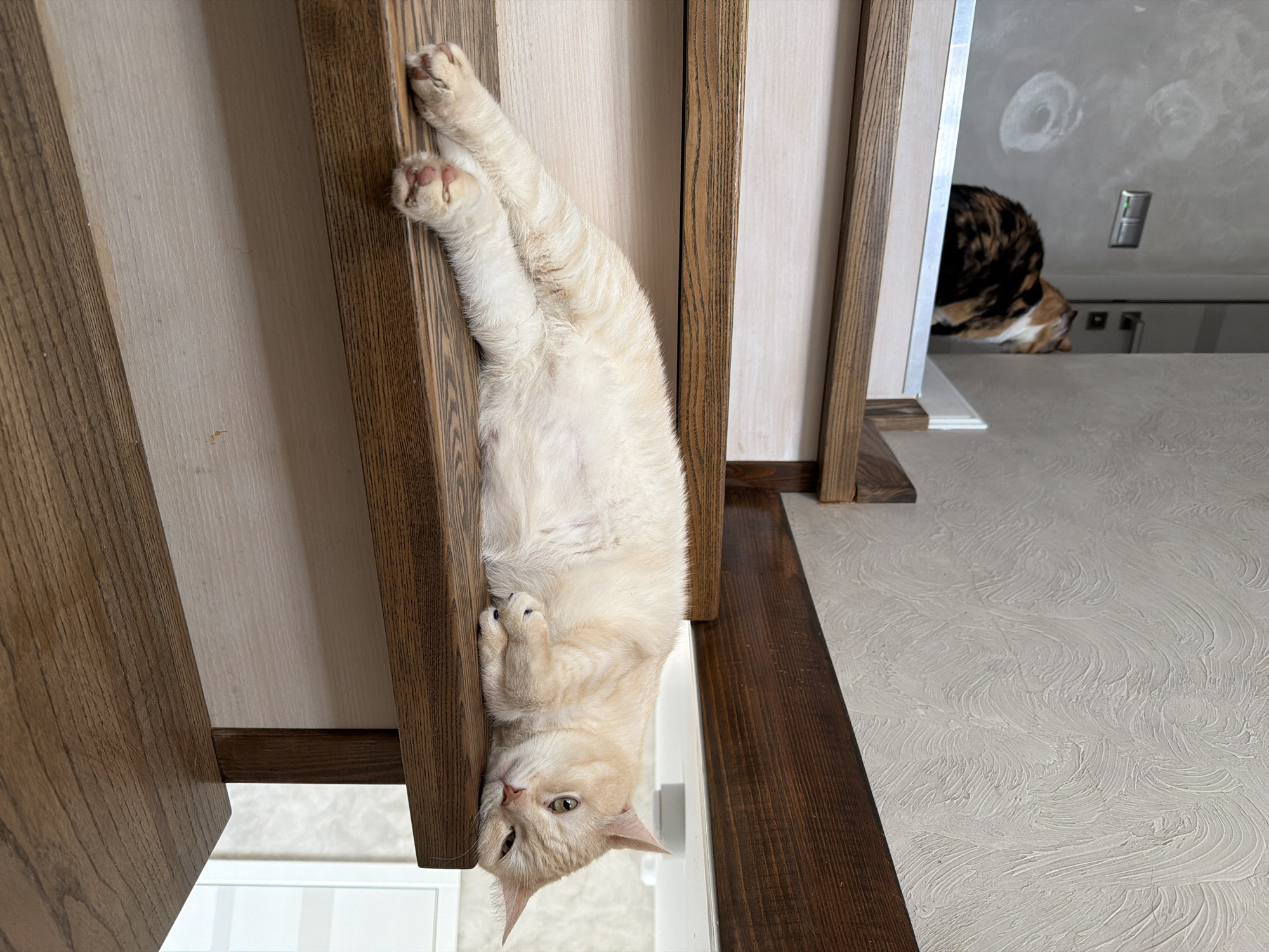 Cats spotted playing and resting on wooden structures in Russia