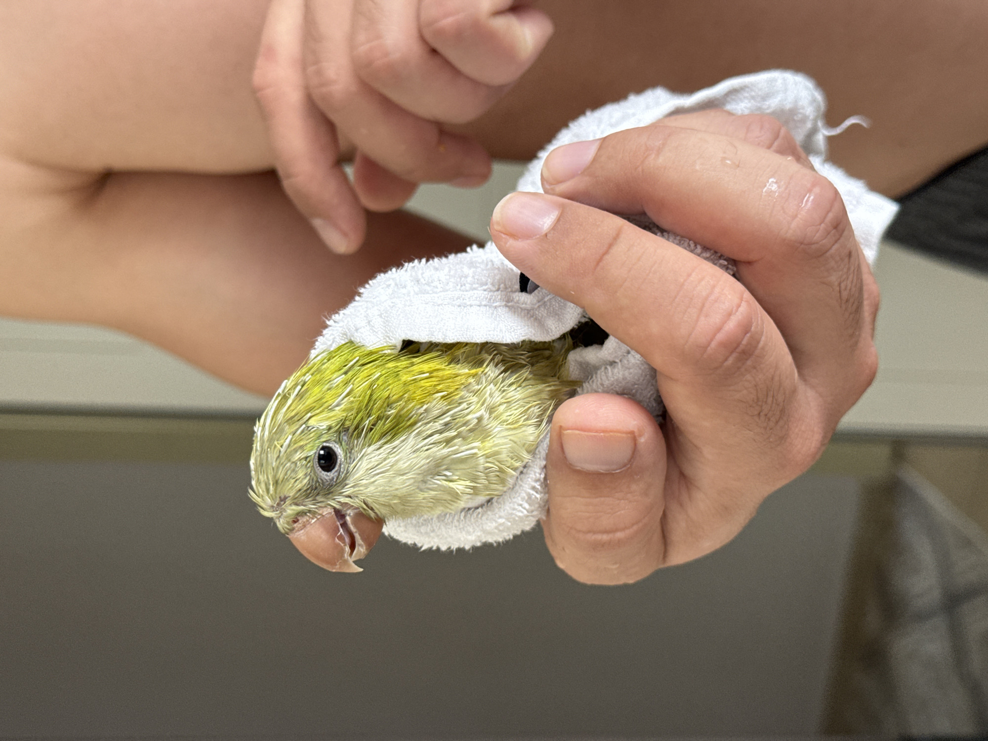 Light green parrot wrapped in a towel, held gently in Sancaktepe
