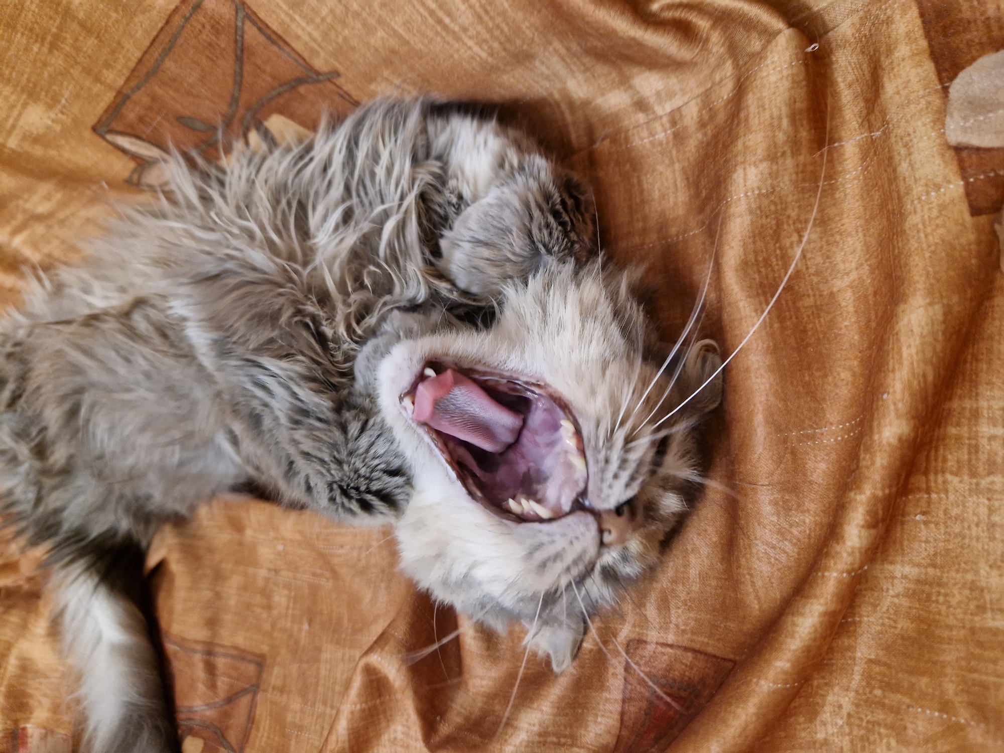 Cat yawns and stretches on bed in Bulgaria
