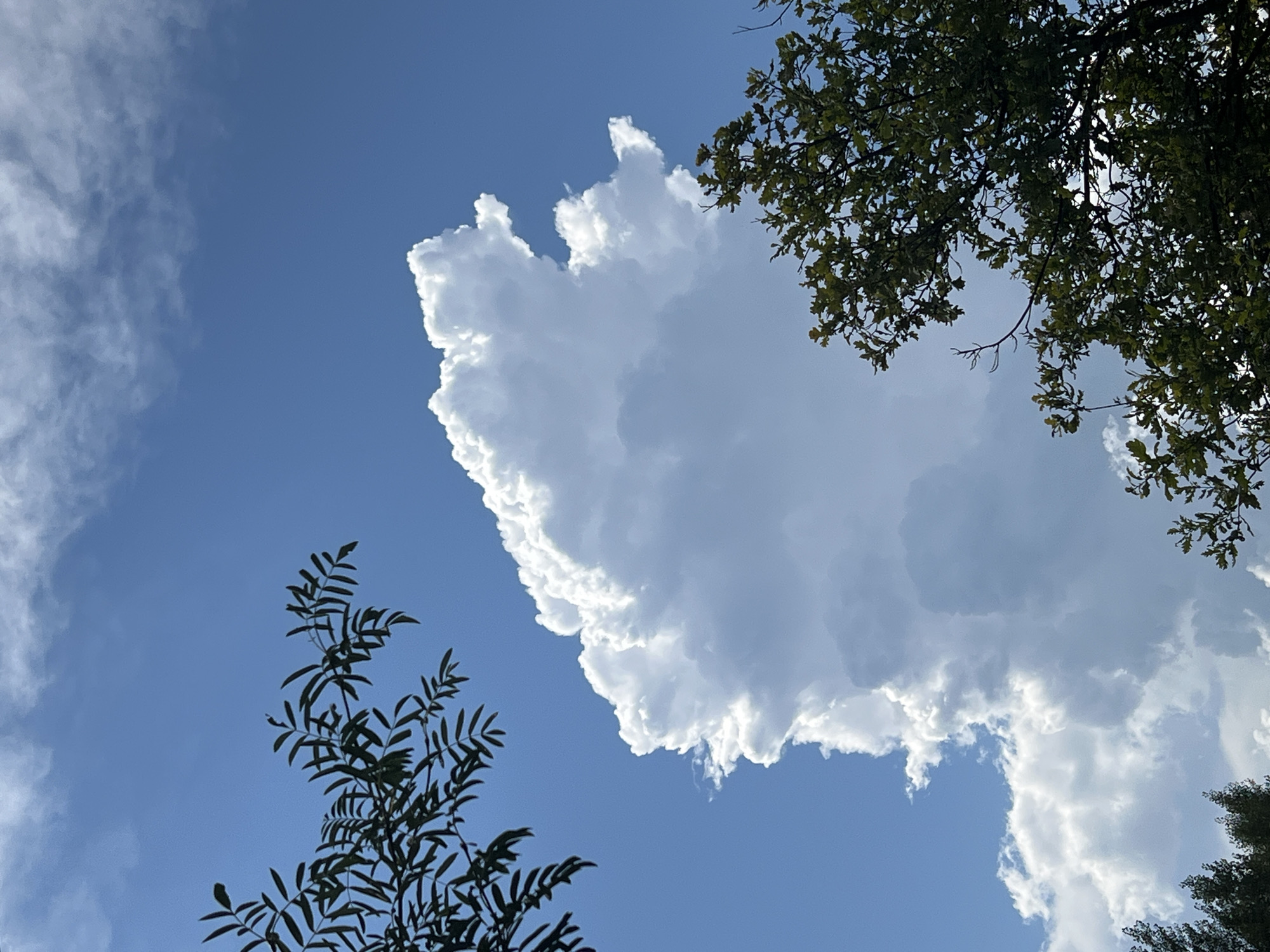 Clouds and garden flowers on a summer morning in Mochishche