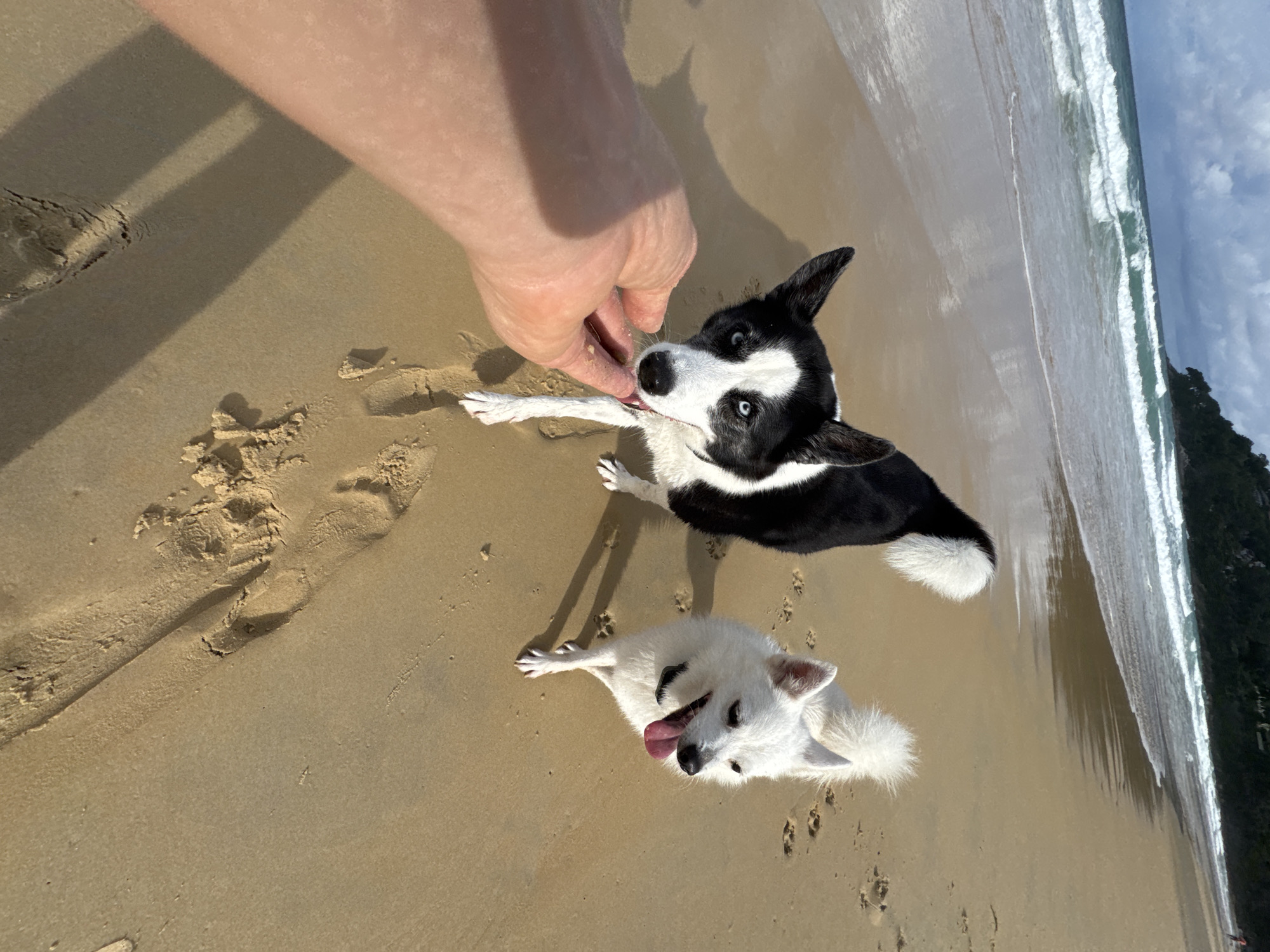 Two dogs on a quiet Karon Beach, late night walk