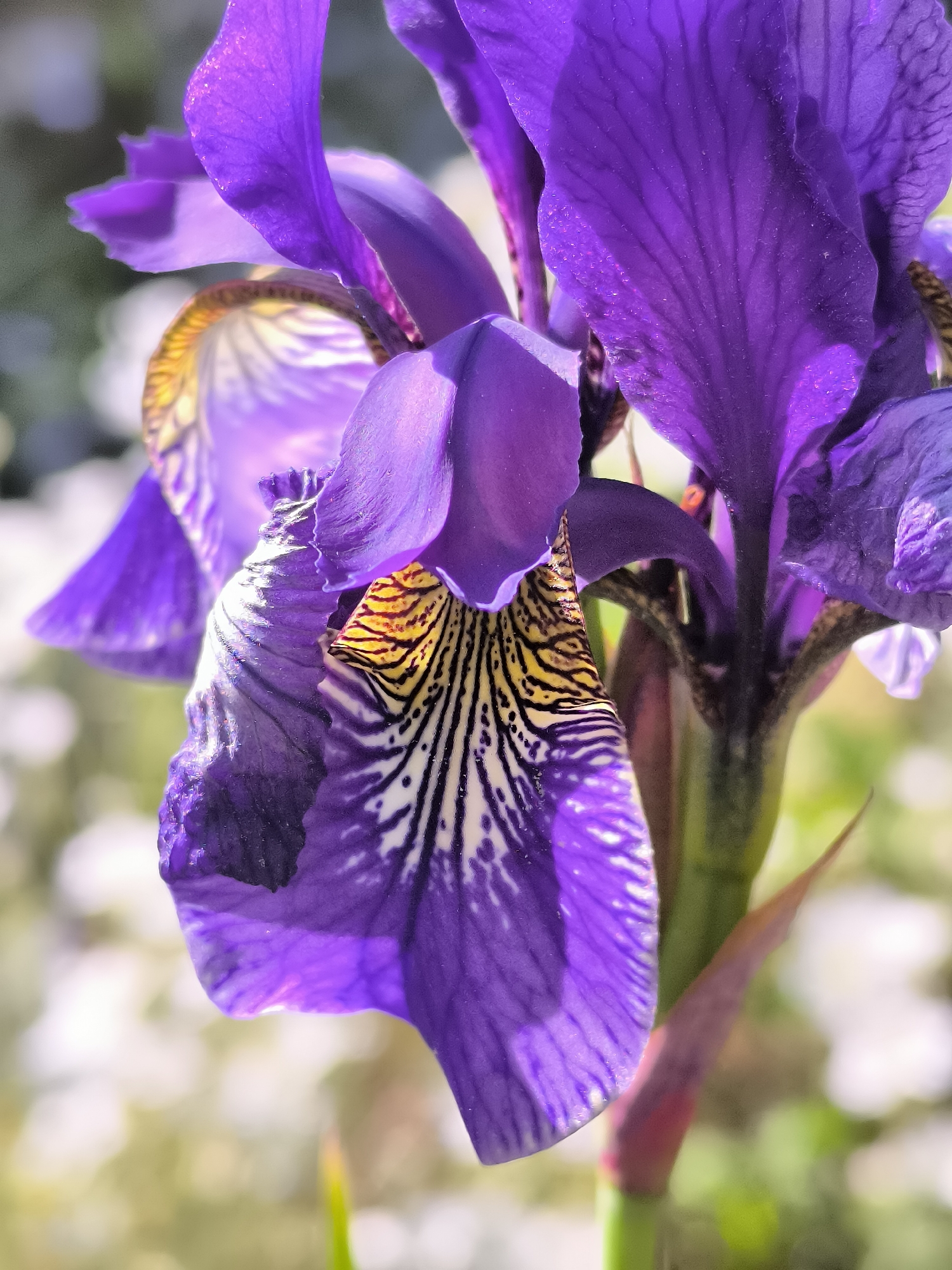 Early morning macro photography session captures flowers and pets in Lithuania