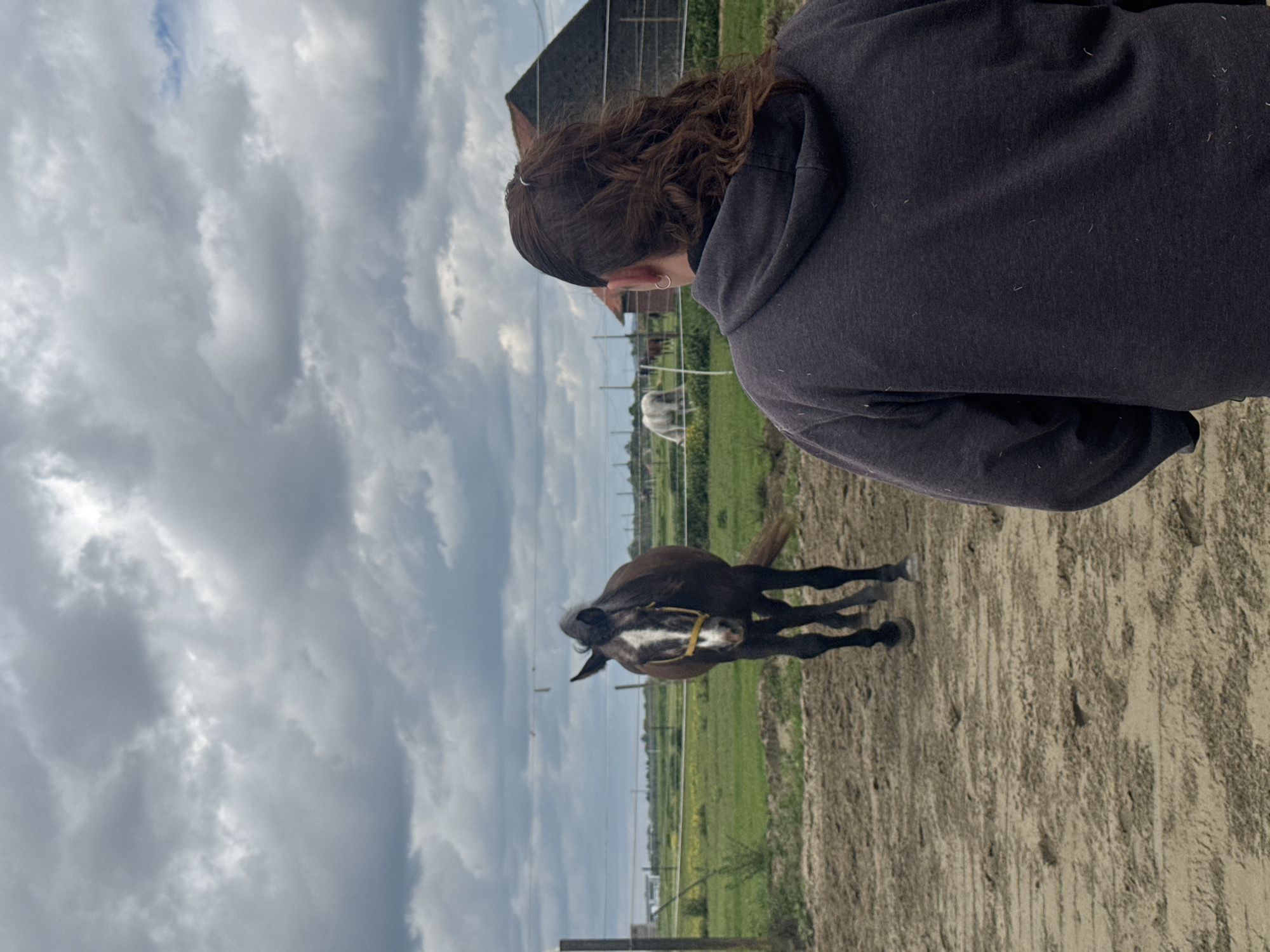 Person meets horse in Belgian paddock