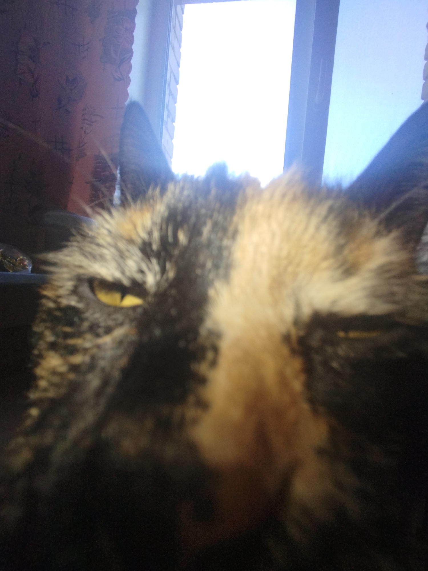 Quiet morning moments with cat documented in Saratov apartment
