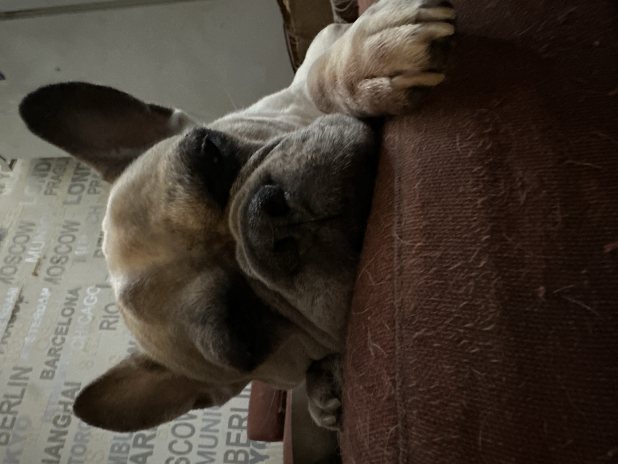 French bulldog napping and posing on a red couch in Moscow