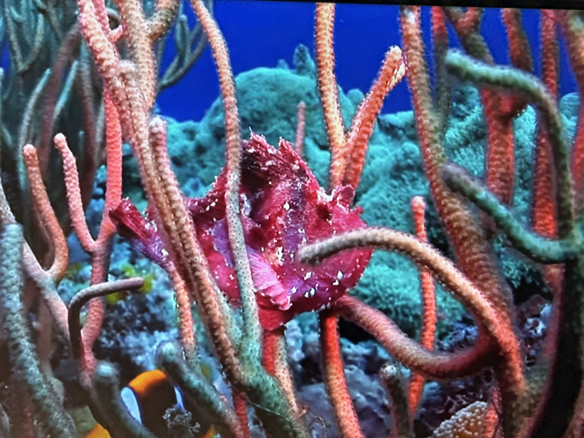 Mixed tropical imagery and Peppa Pig content captured in Hazlemere