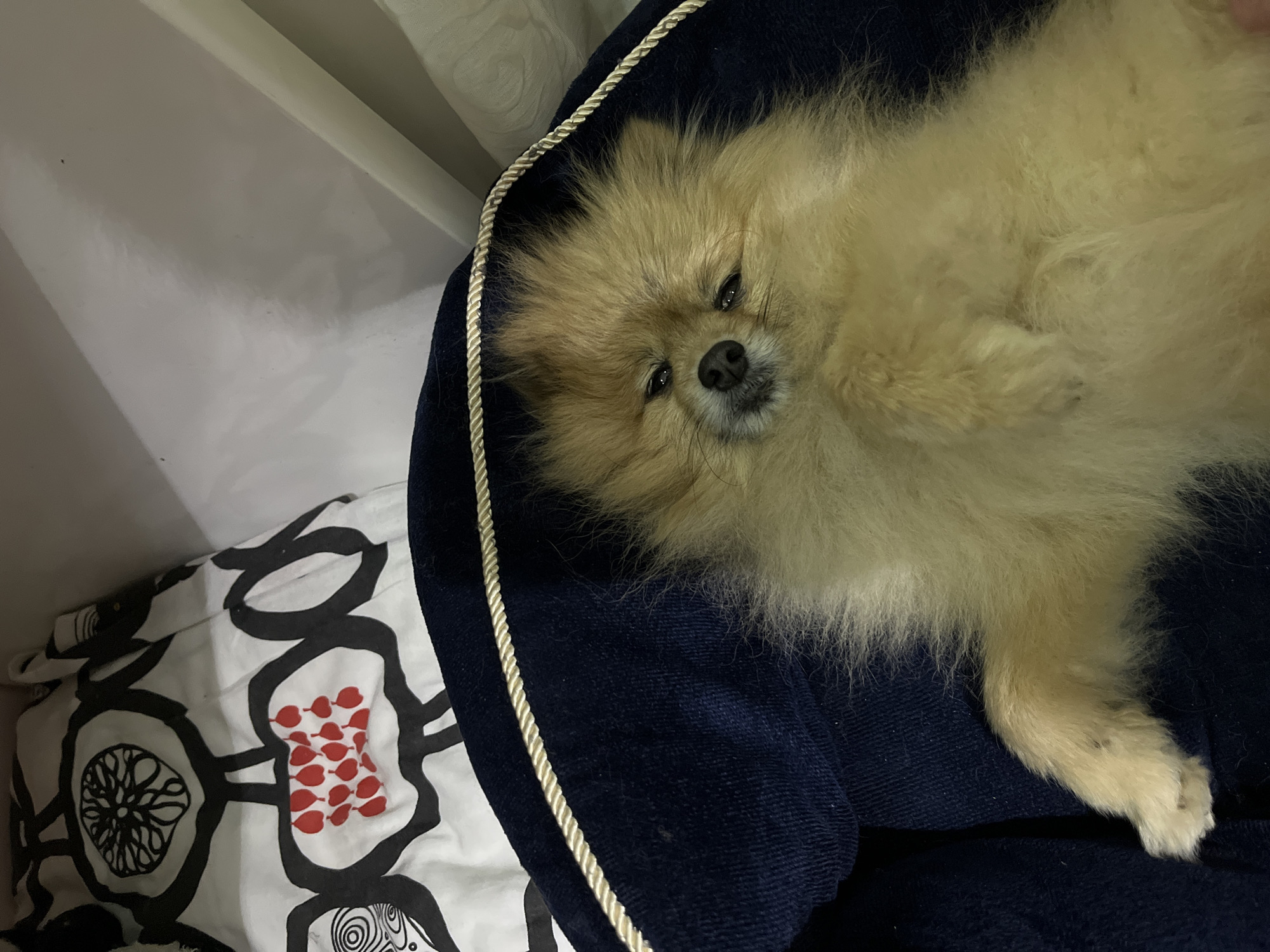 Pomeranian dog rests in plush bed in Plovdiv