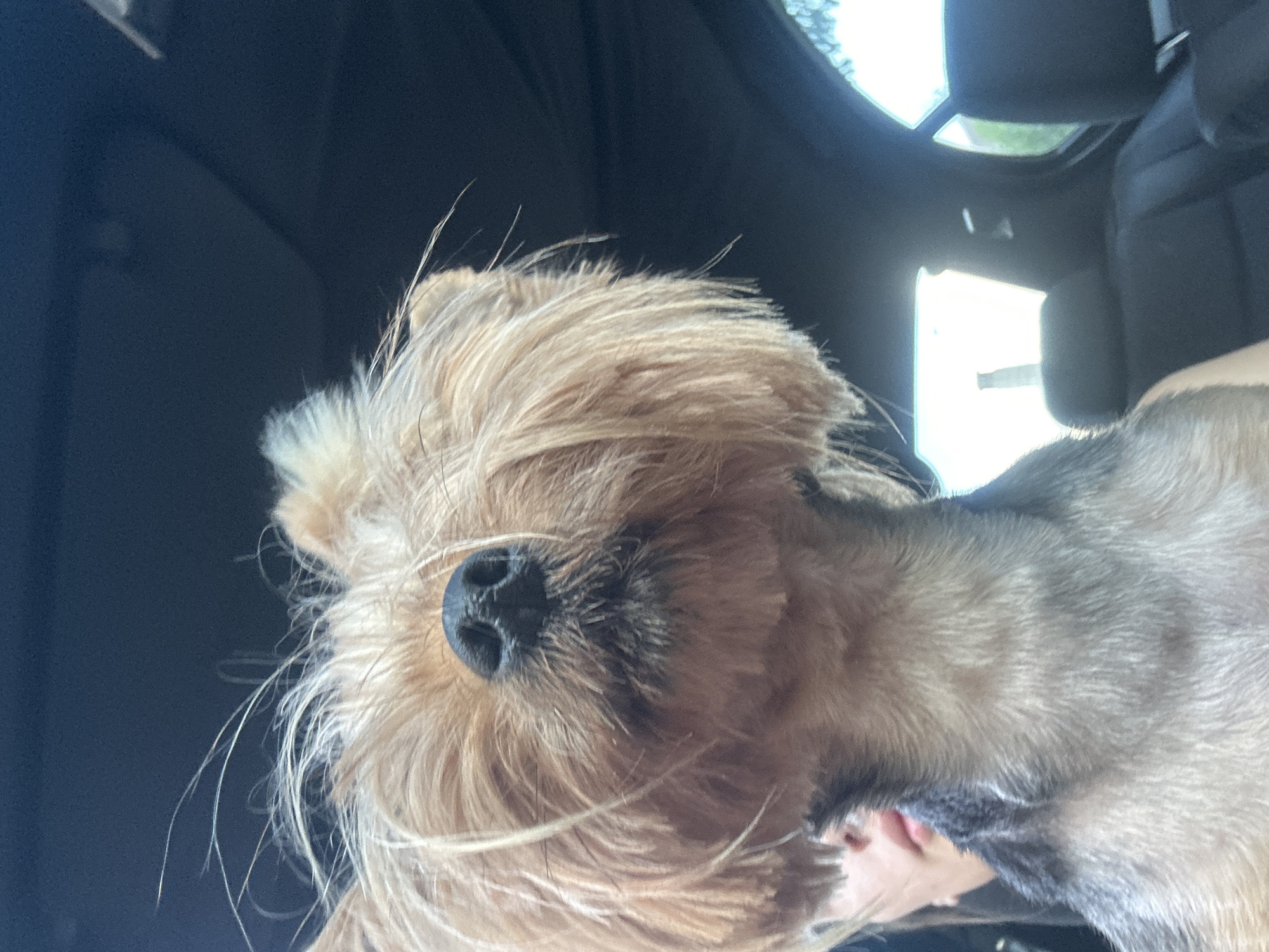 Everyday moments with pets and outdoor games documented in Burgas