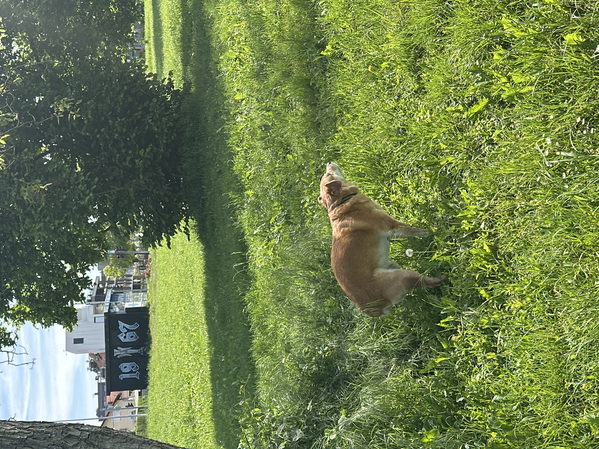 Dog rests in flower-dotted Zagreb grass near 1961 banner