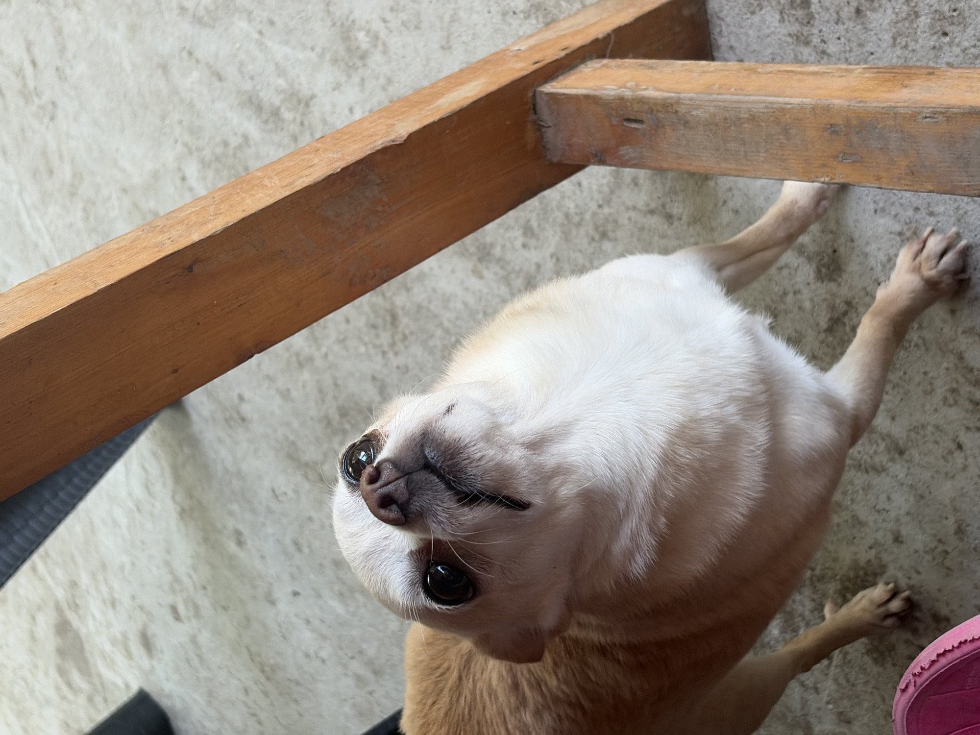 Chihuahua resting on textured surface in Baurene, Bulgaria