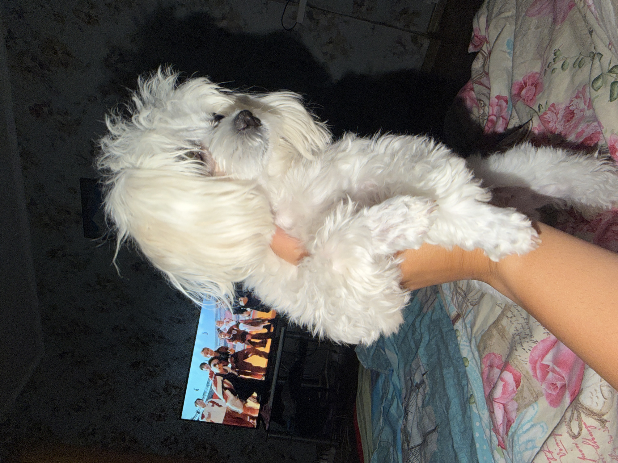 Cozy night in with a fluffy white dog and TV on