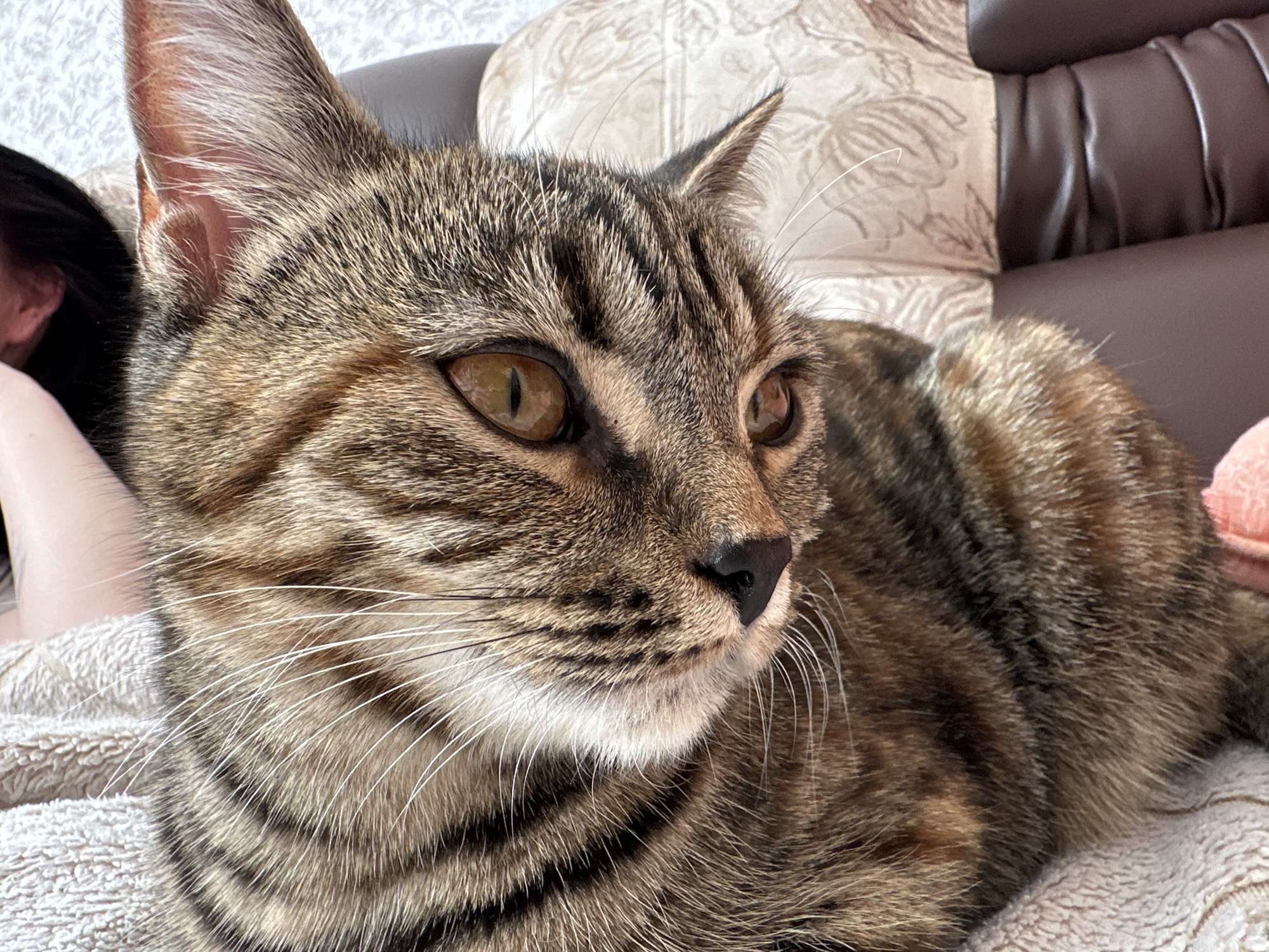 Tabby cat rests on textured surface