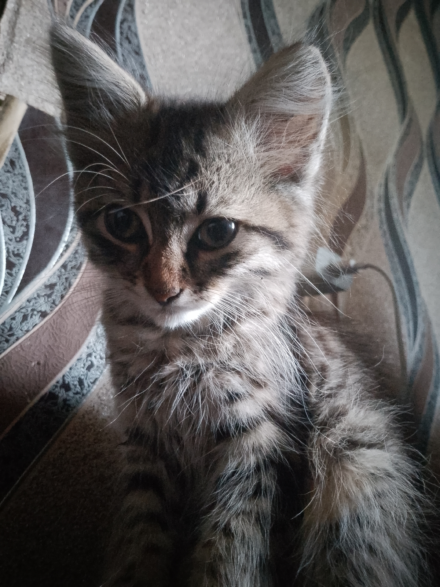 Tabby kitten up close, indoors and out