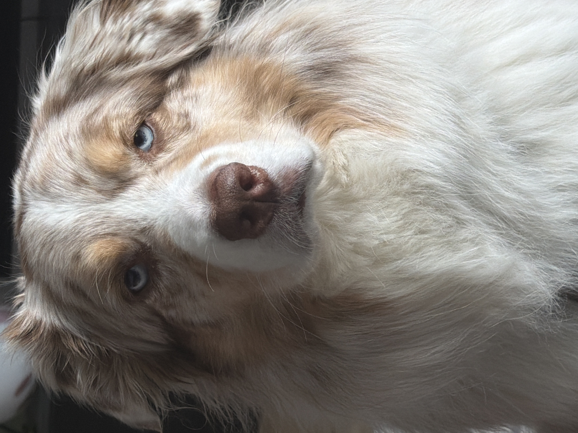 Australian Shepherd dog photographed in close-up in Laval