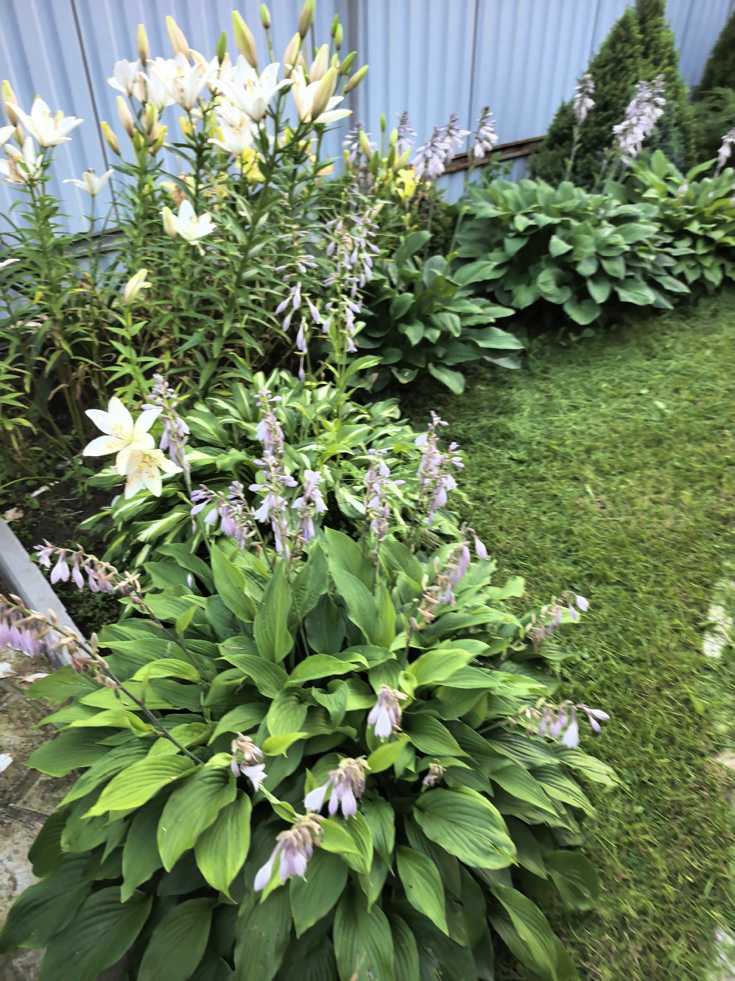 Backyard garden with hostas and corrugated fence, Verkhnyaya Pyshma