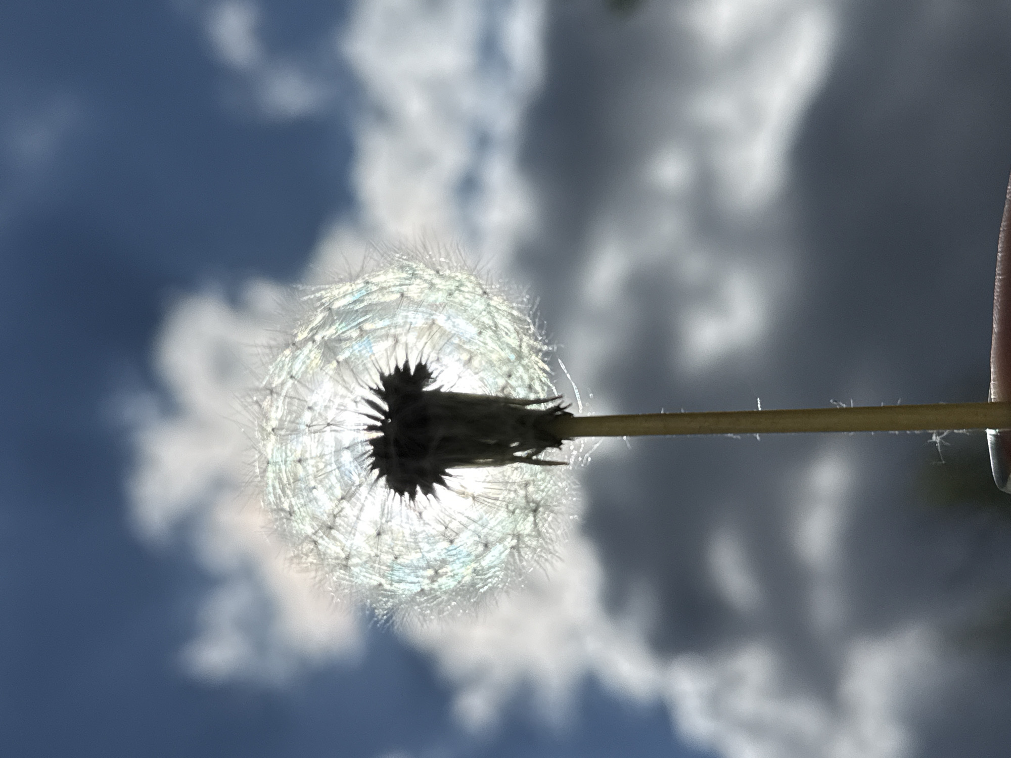Dandelion seed head photographed against cloudy sky in Dmitrov