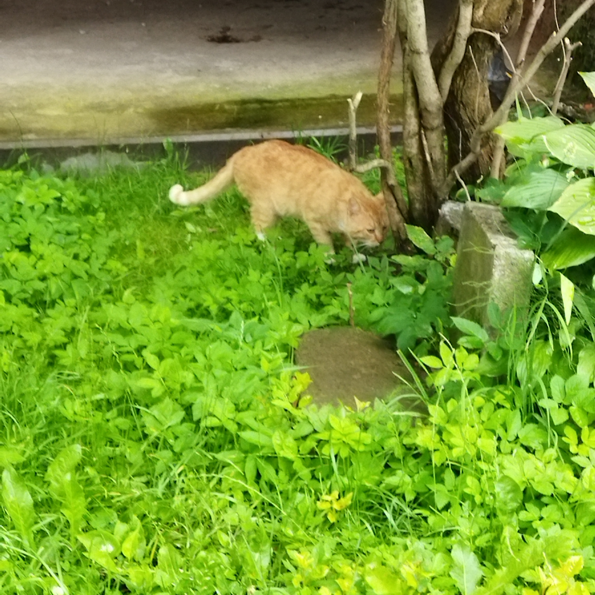 Quiet morning in Polatsk: cats, flowers, pigeons, and fish