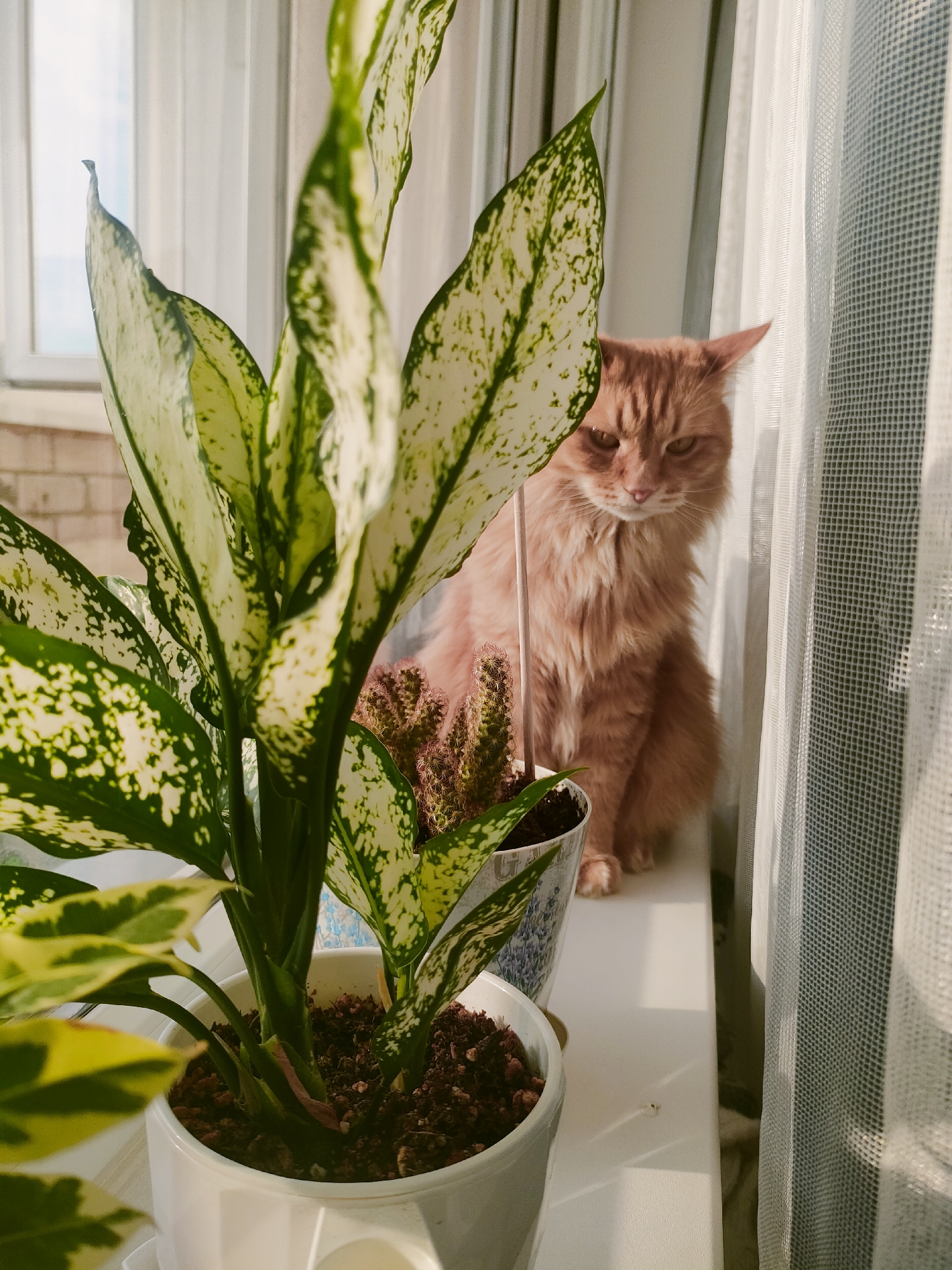 Ginger cat captured in quiet domestic moments in Ufa