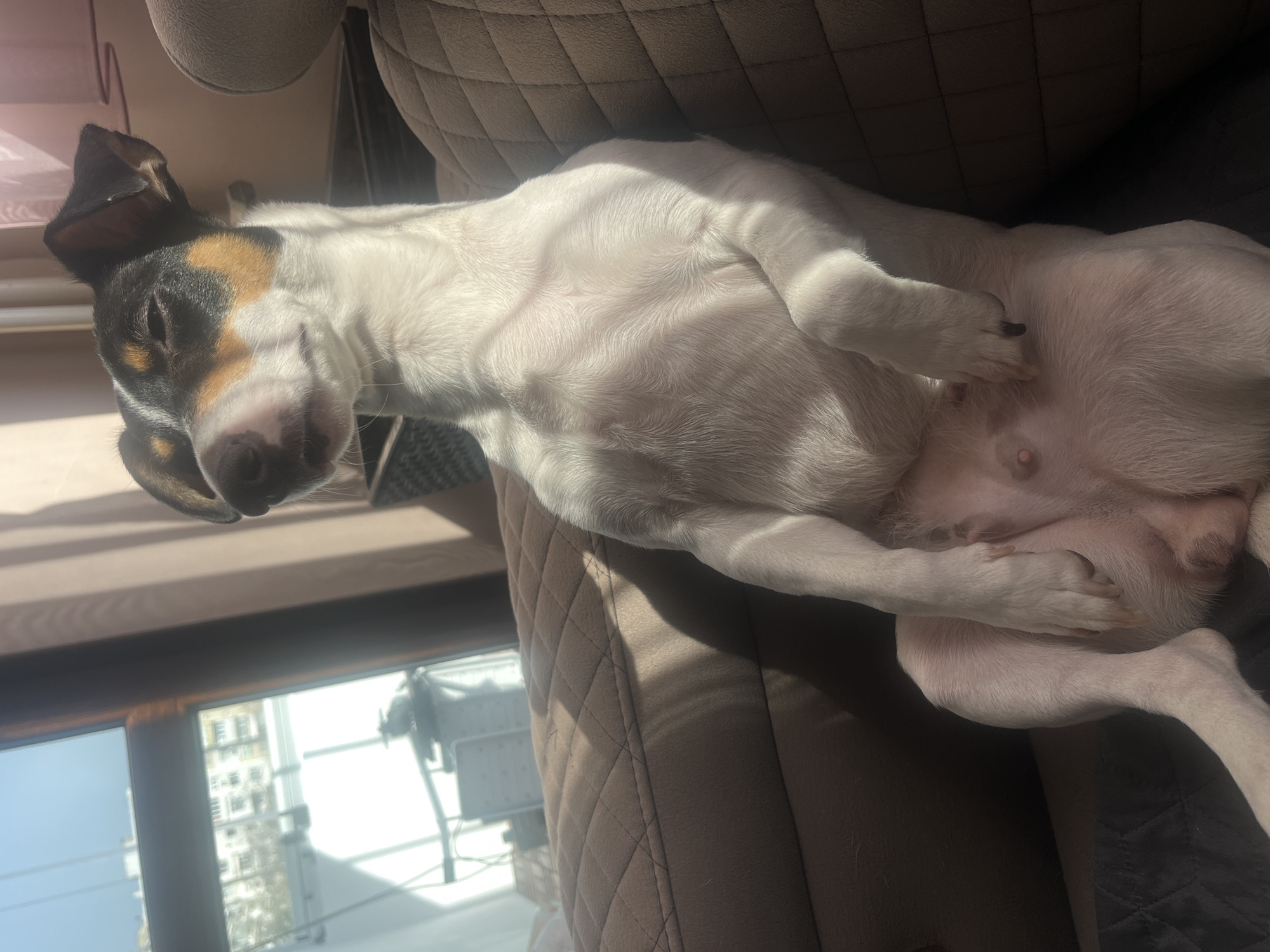 Small dog rests upside down on furniture in Varna