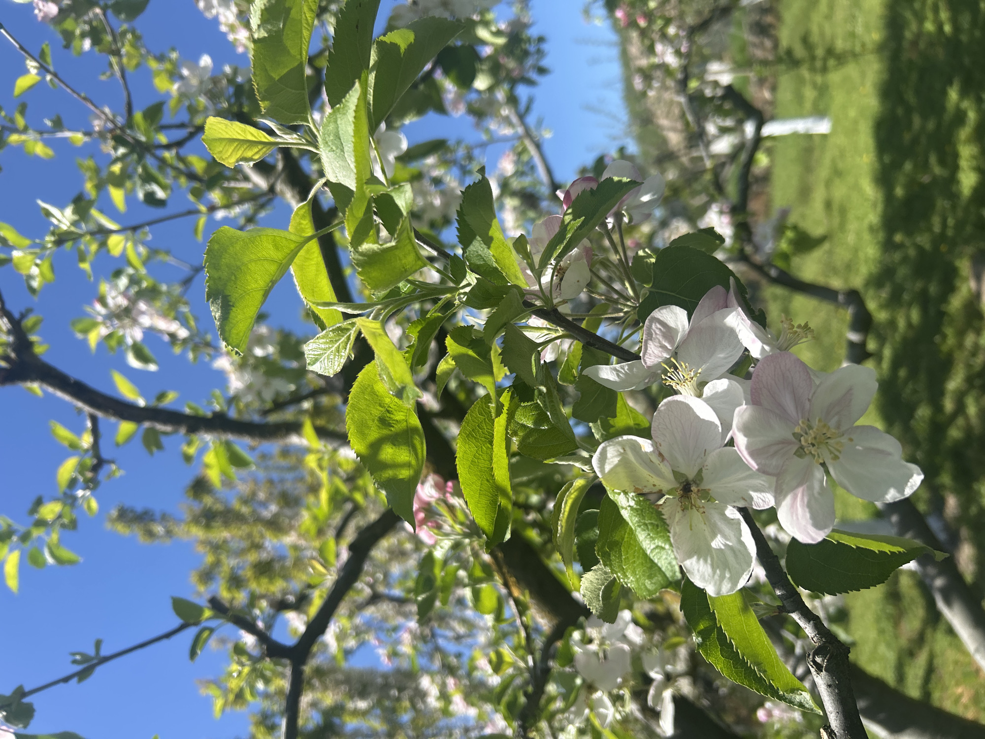 Spring Morning in Bulgarian Village: Blossoms, Dogs, Quiet Moments