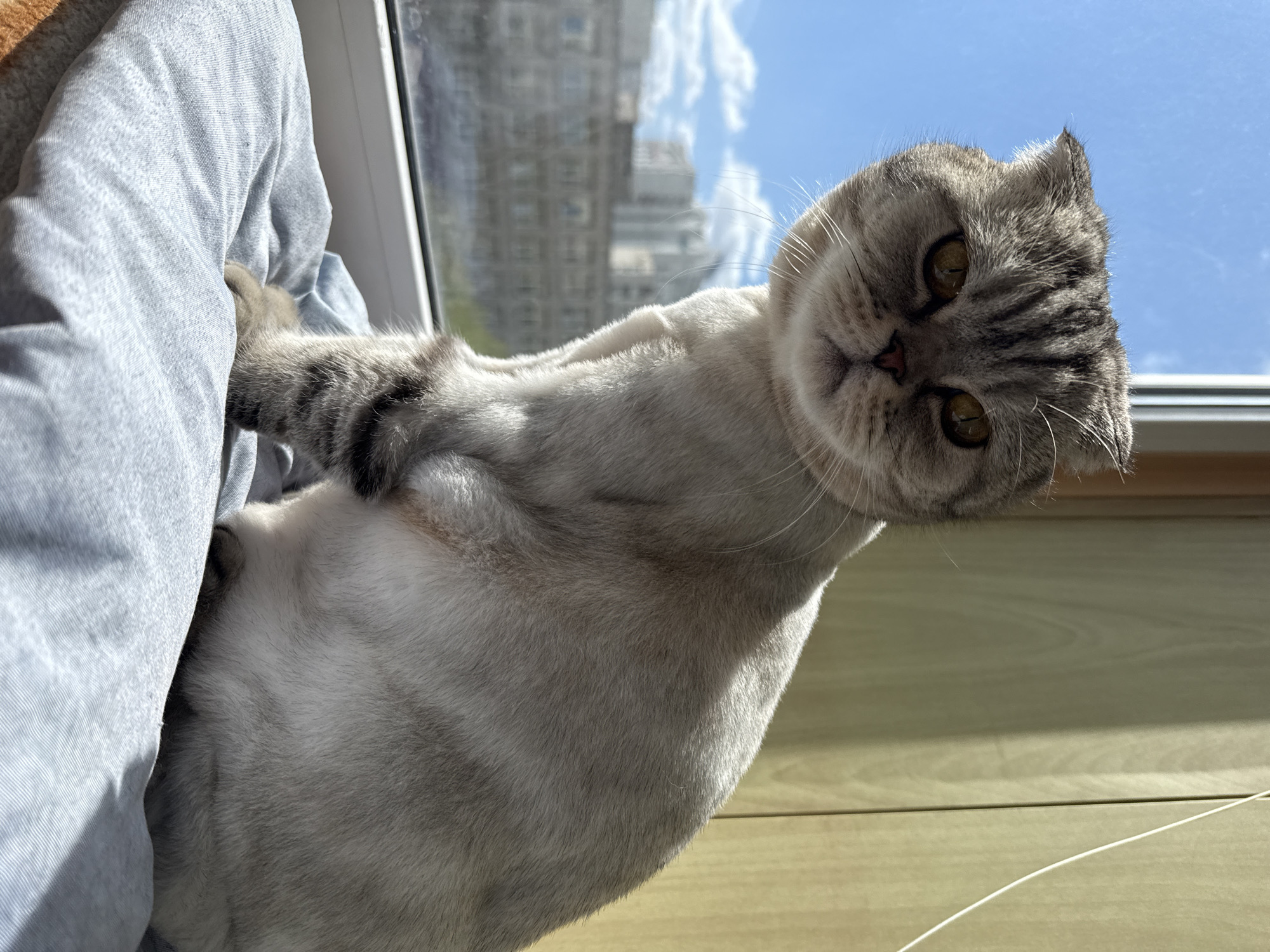 Scottish Fold cat rests with owner by window overlooking city