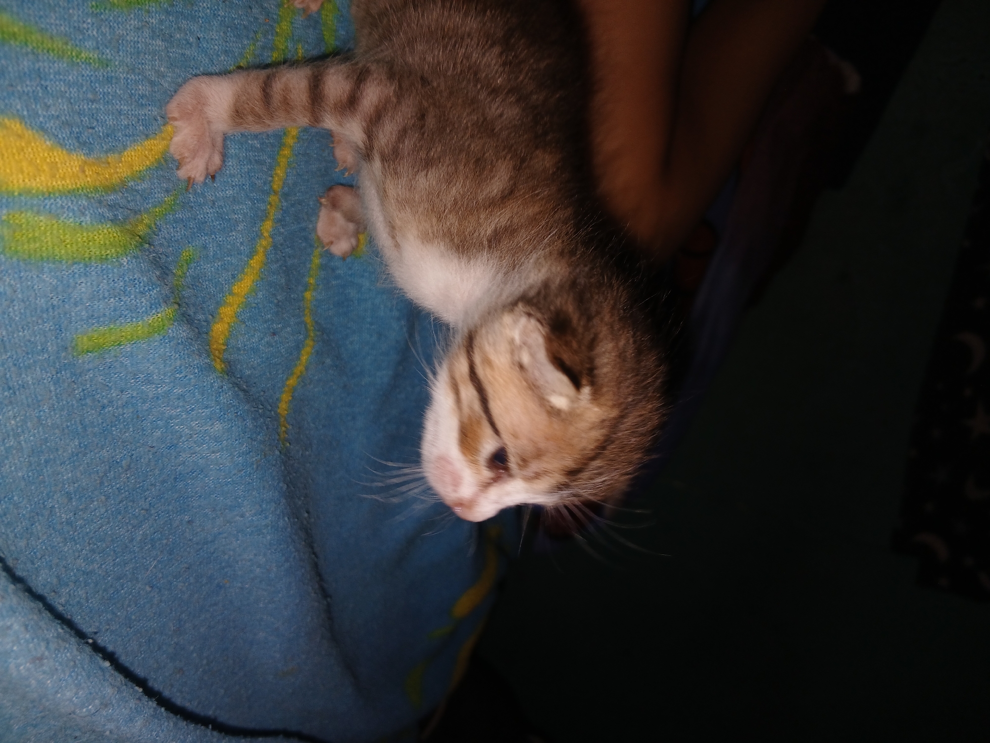 Young tabby kitten photographed resting on colorful blanket in Venezuela