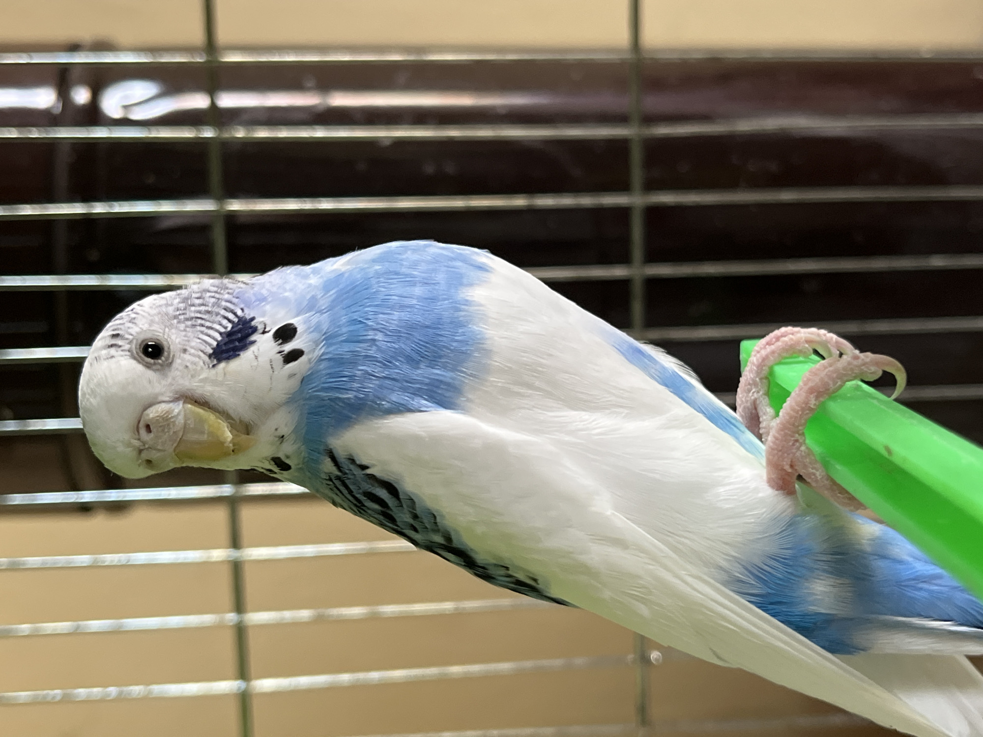 Pet budgerigars observed in cages during morning hours in Shumen
