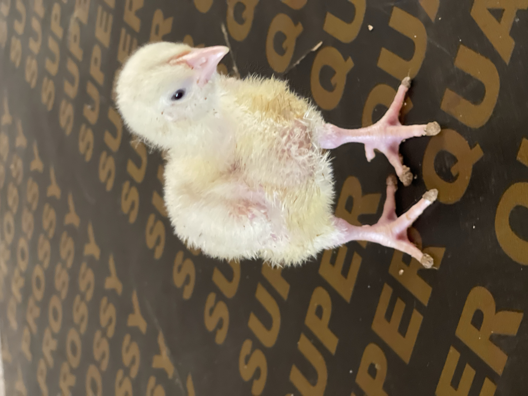 Yellow chick with splayed legs observed in Rido, Nigeria