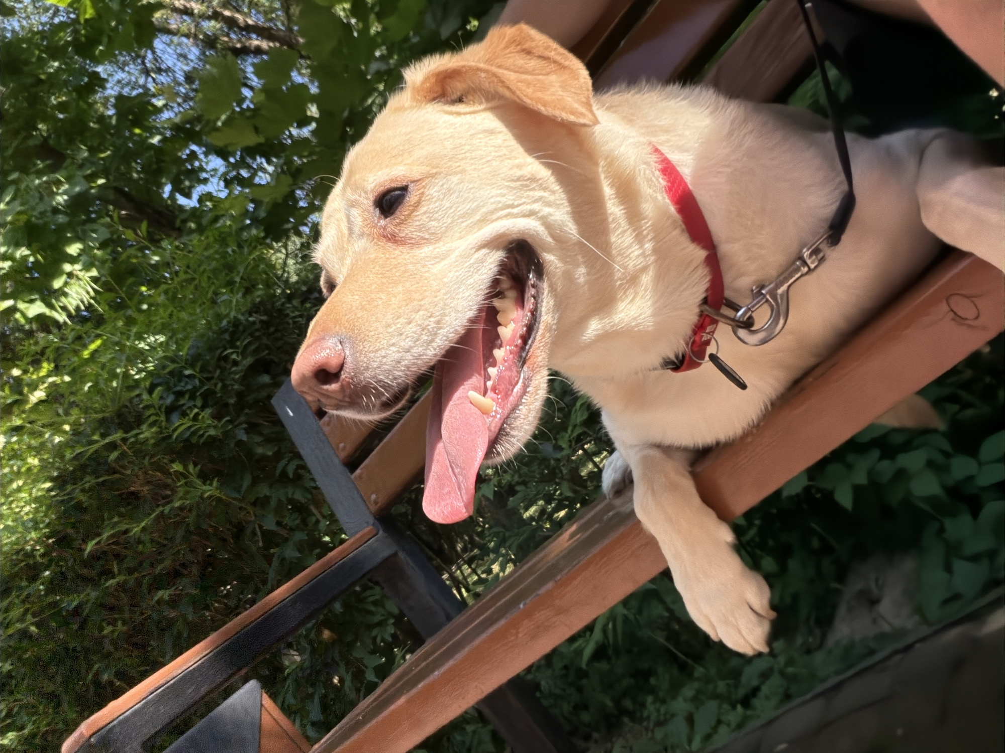 Yellow Lab on a bench in Uzhhorod, Ukraine