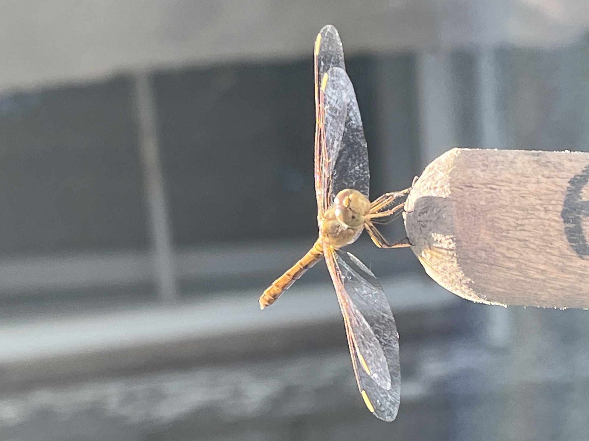 Orange dragonfly on a wooden post, close up