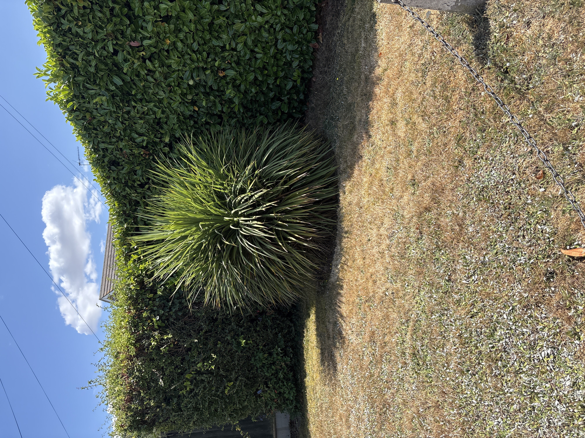 Summer greenery and street scenes in suburban Chelmsford