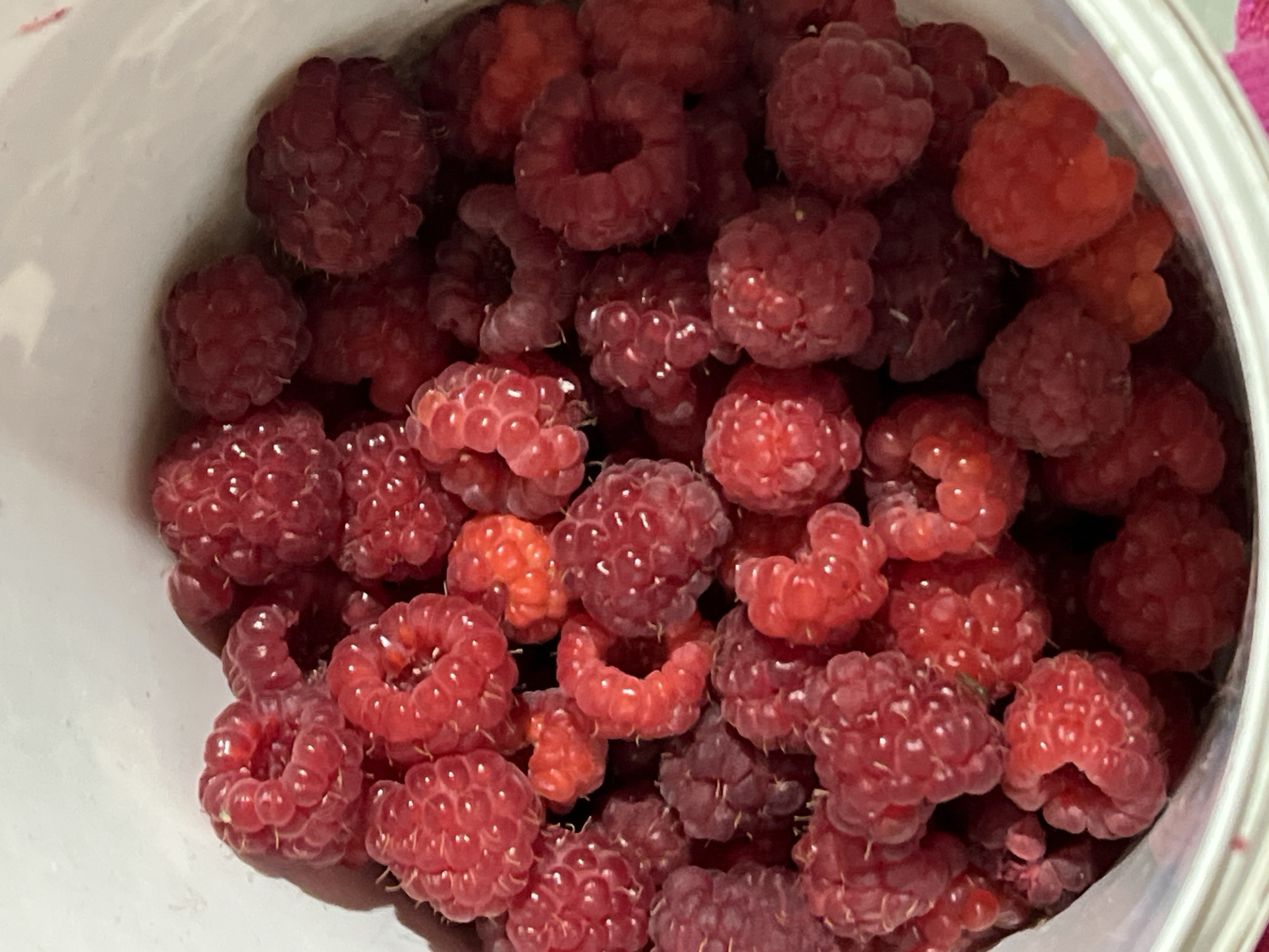 Raspberries, garden blooms, and a quick selfie on a summer morning