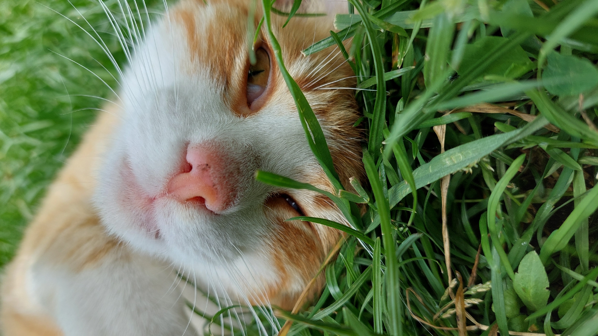 Cat rests among wildflowers in peaceful garden documentation
