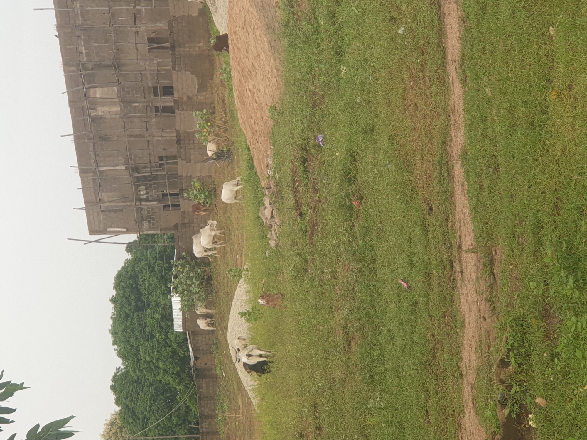 Everyday life in a semi-urban African neighborhood, people and animals