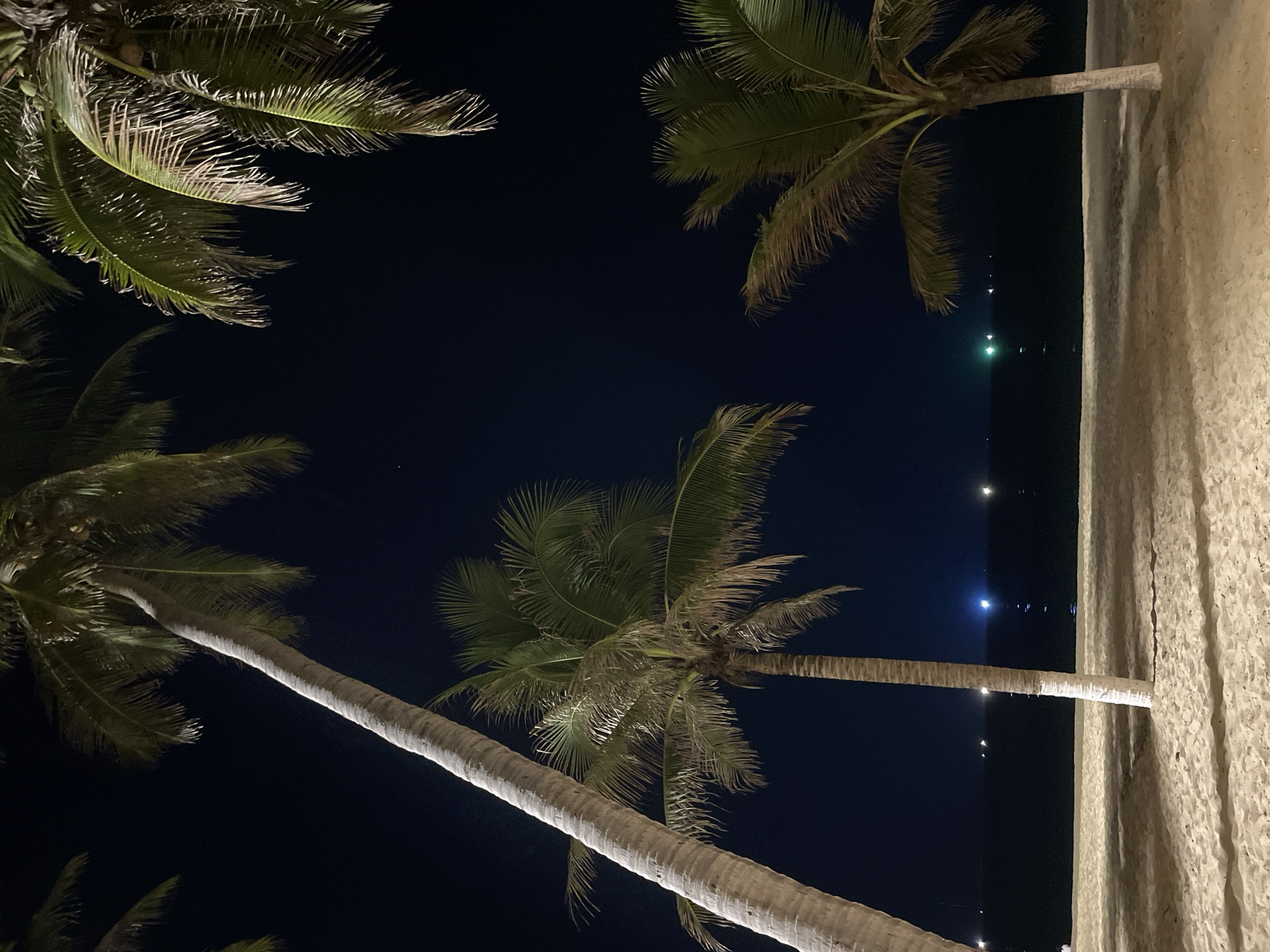 Palm trees silhouetted against night sky on Nha Trang beach