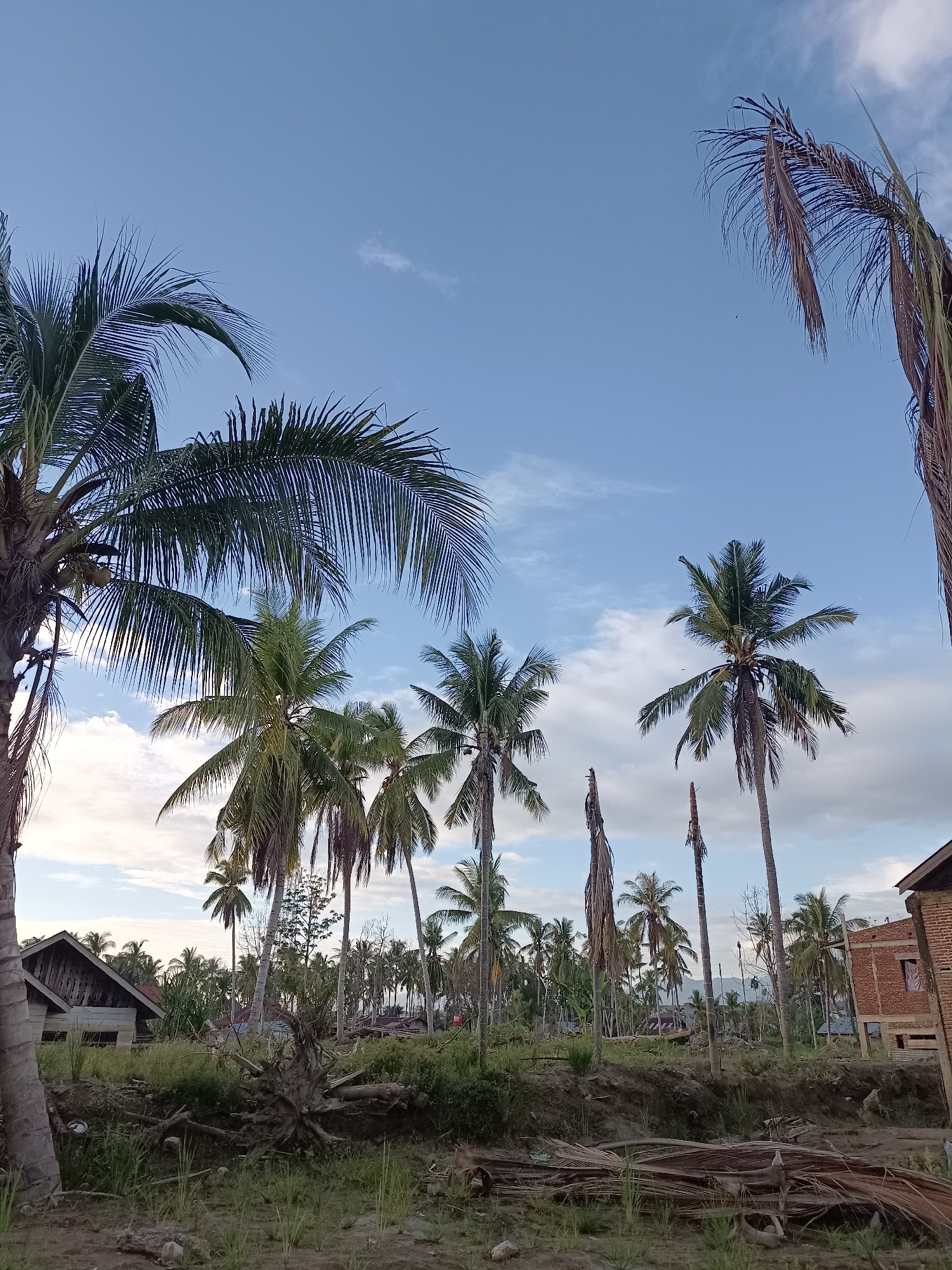 Rural Meunasah Raya: palms, open land, and unfinished homes
