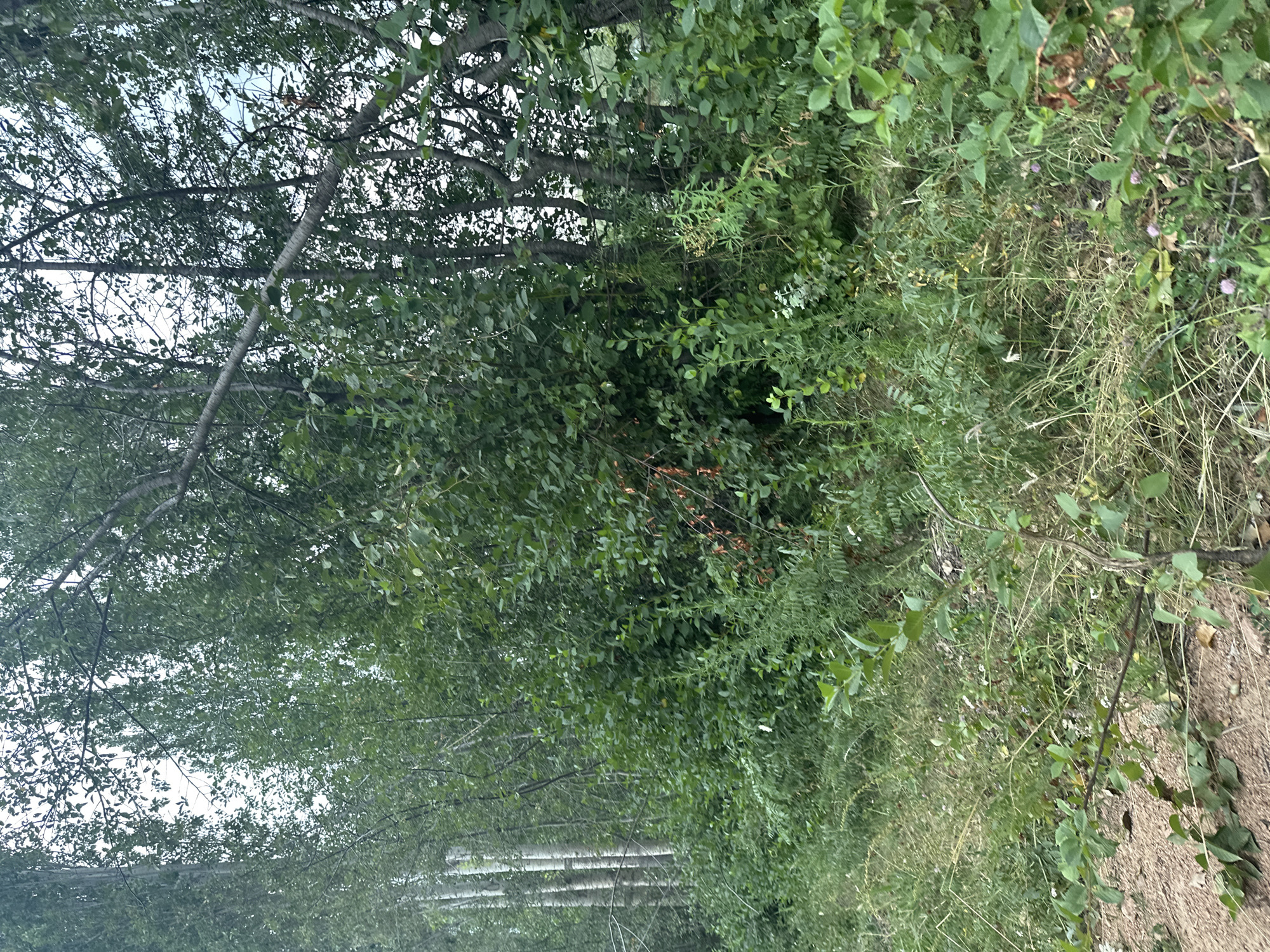 Sarı-Sögöt, Kyrgyzstan