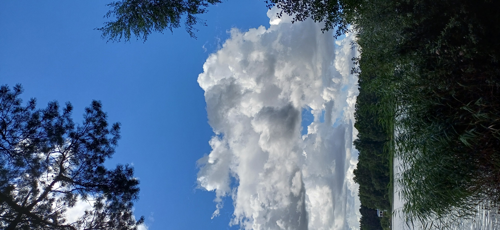 Quiet lakeside views with reeds, pines, and distant shoreline