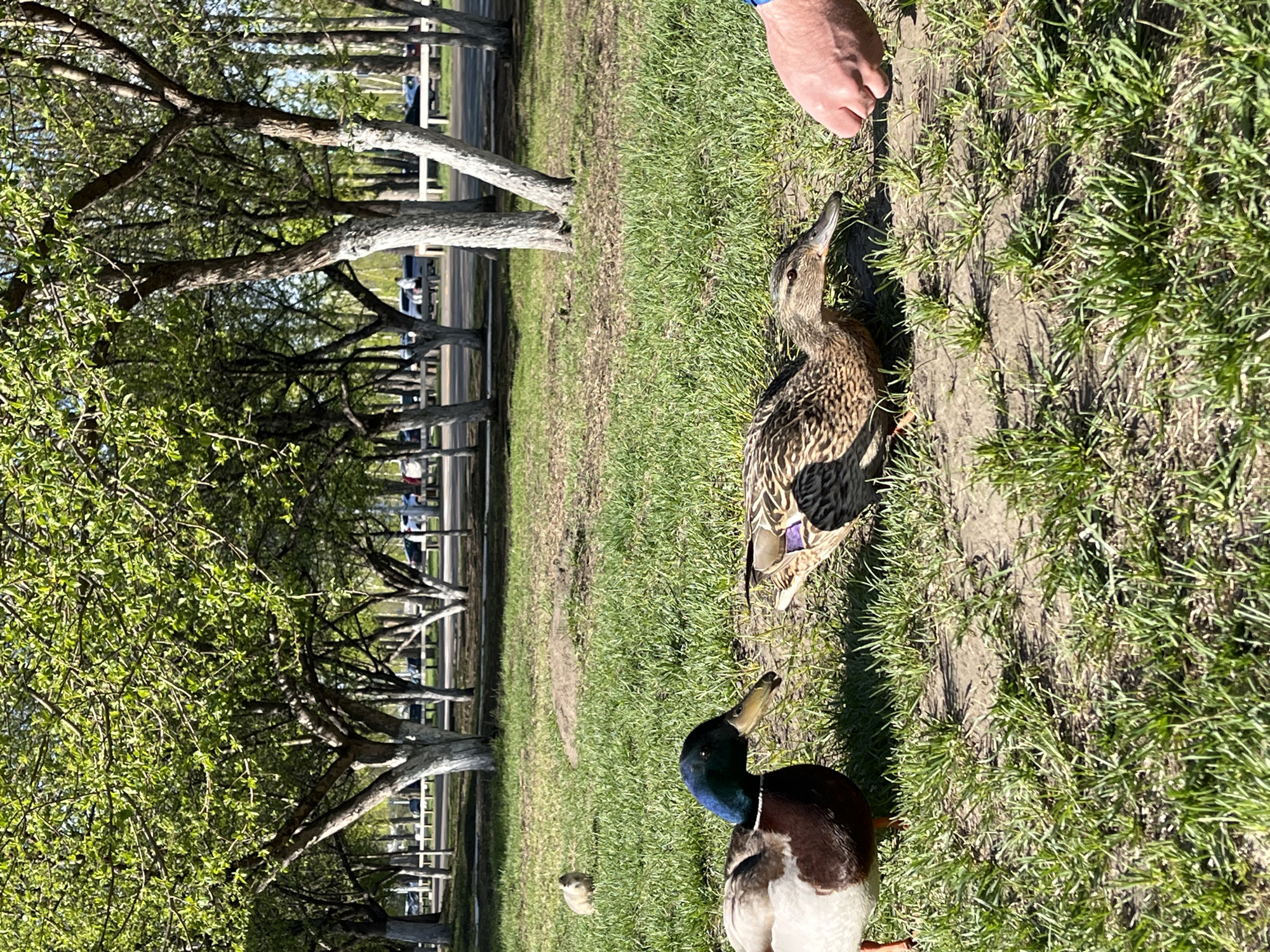 Person feeds wildlife in Krasnoyarsk park area