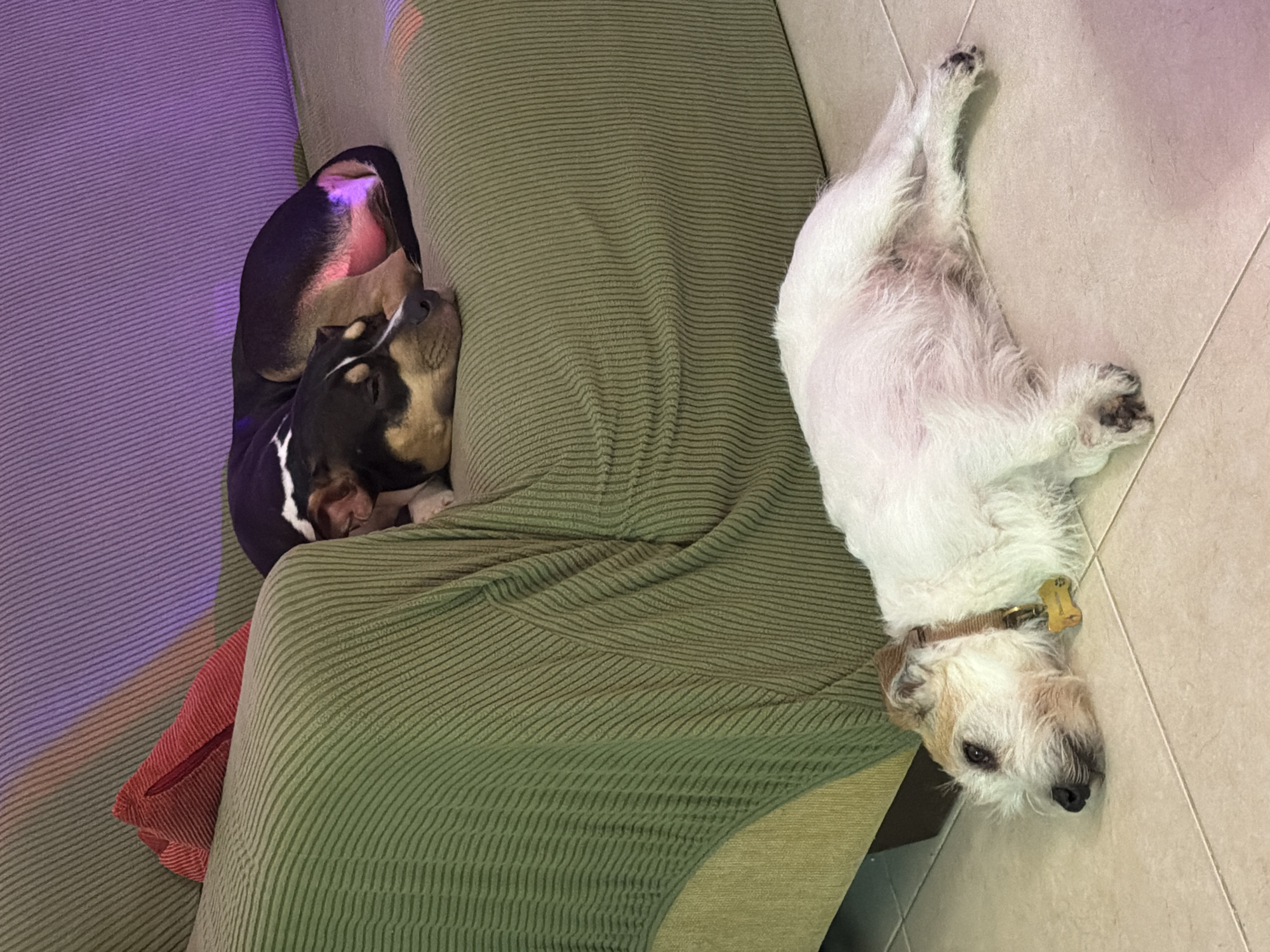 Two dogs rest peacefully indoors in Tel Aviv home