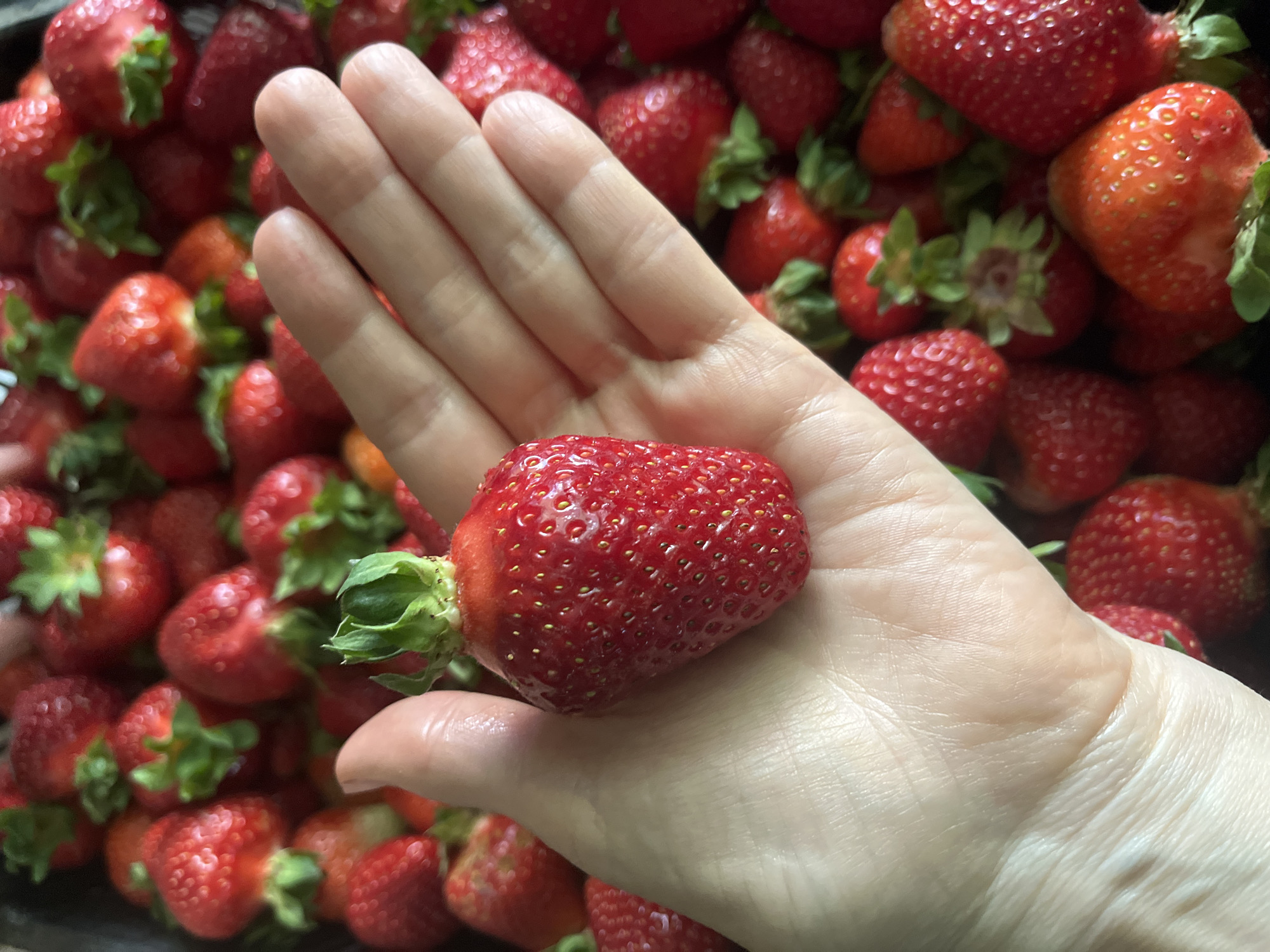 Strawberry vendor and street scenes documented in Krasnodar